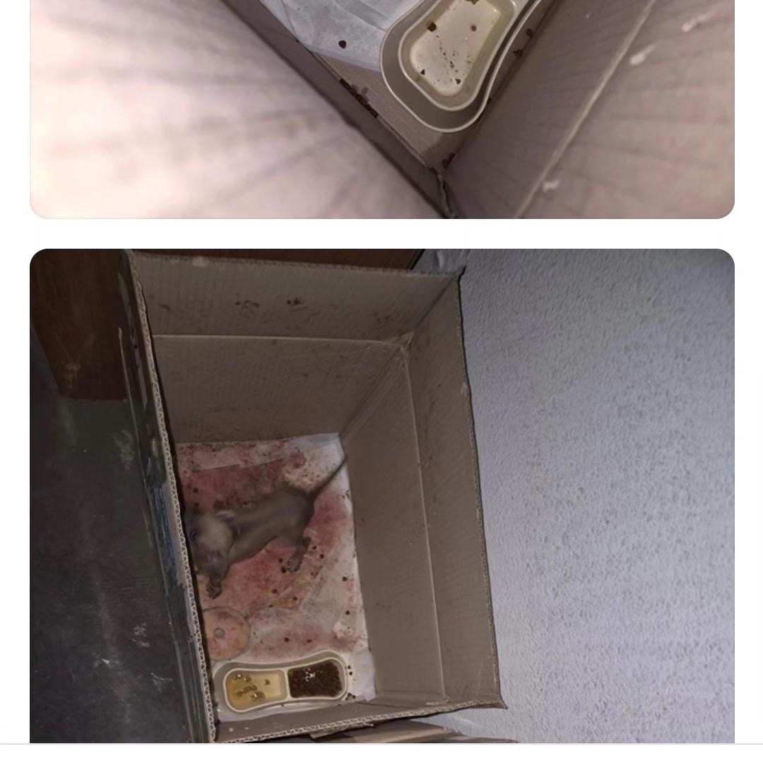 상태가 너무 위급해보입니다. 도와주세요..