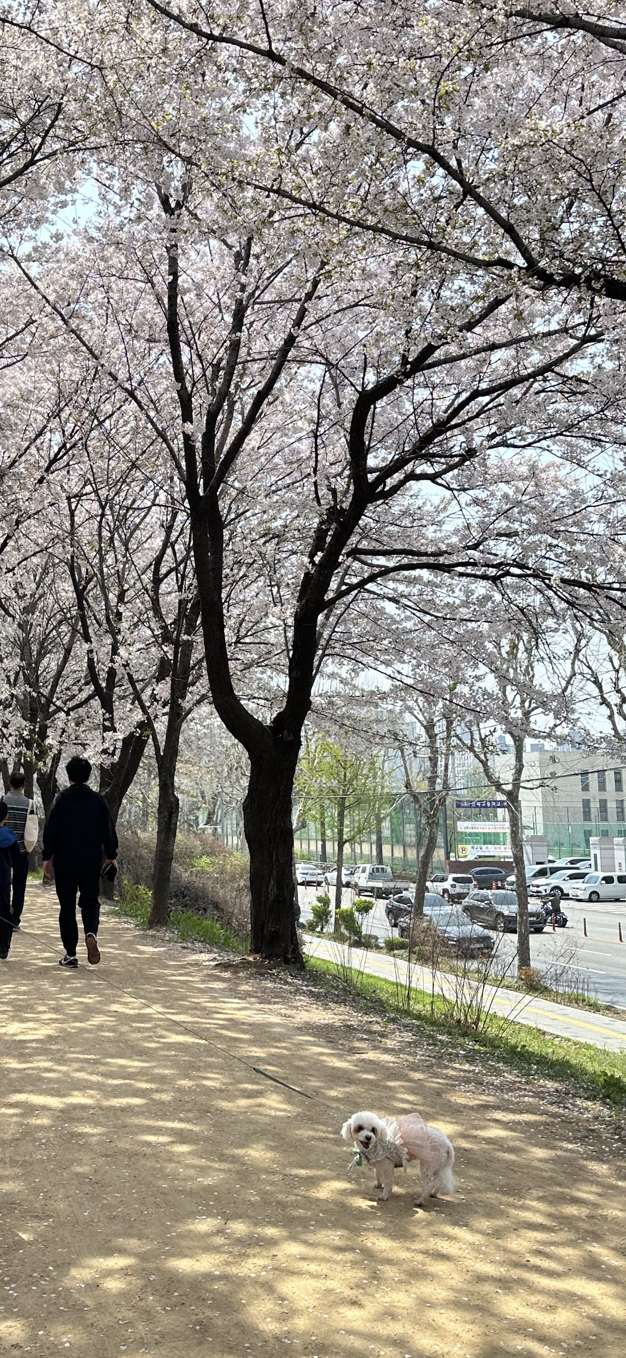 캔디(마요)