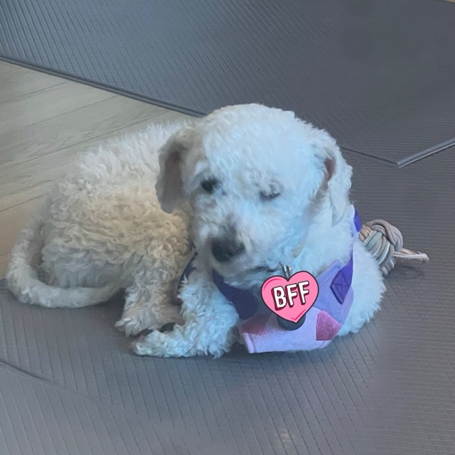 [임시보호] 하남이(동키) 만난지 나흘째❣️