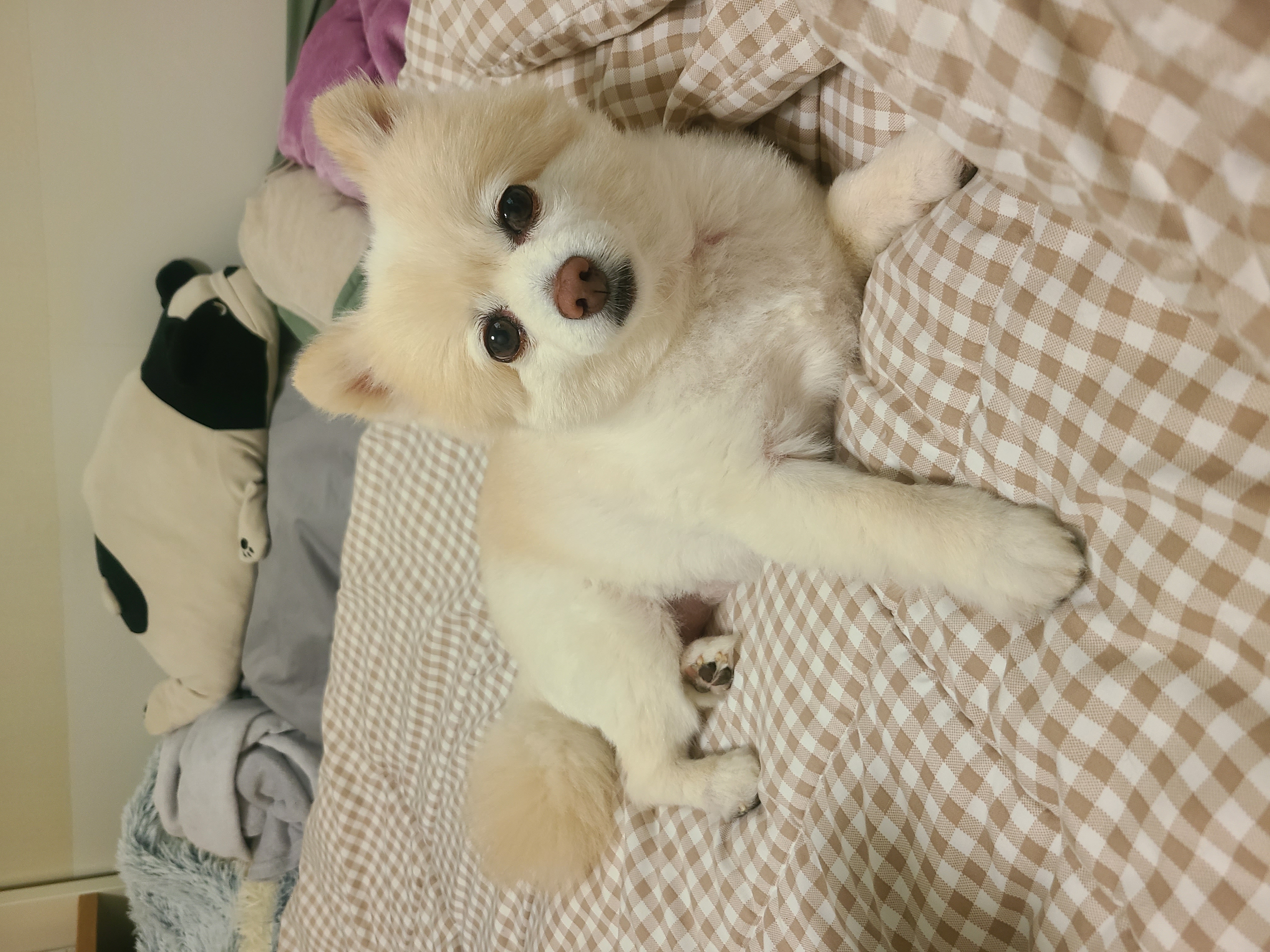 보배 인사드려용^^