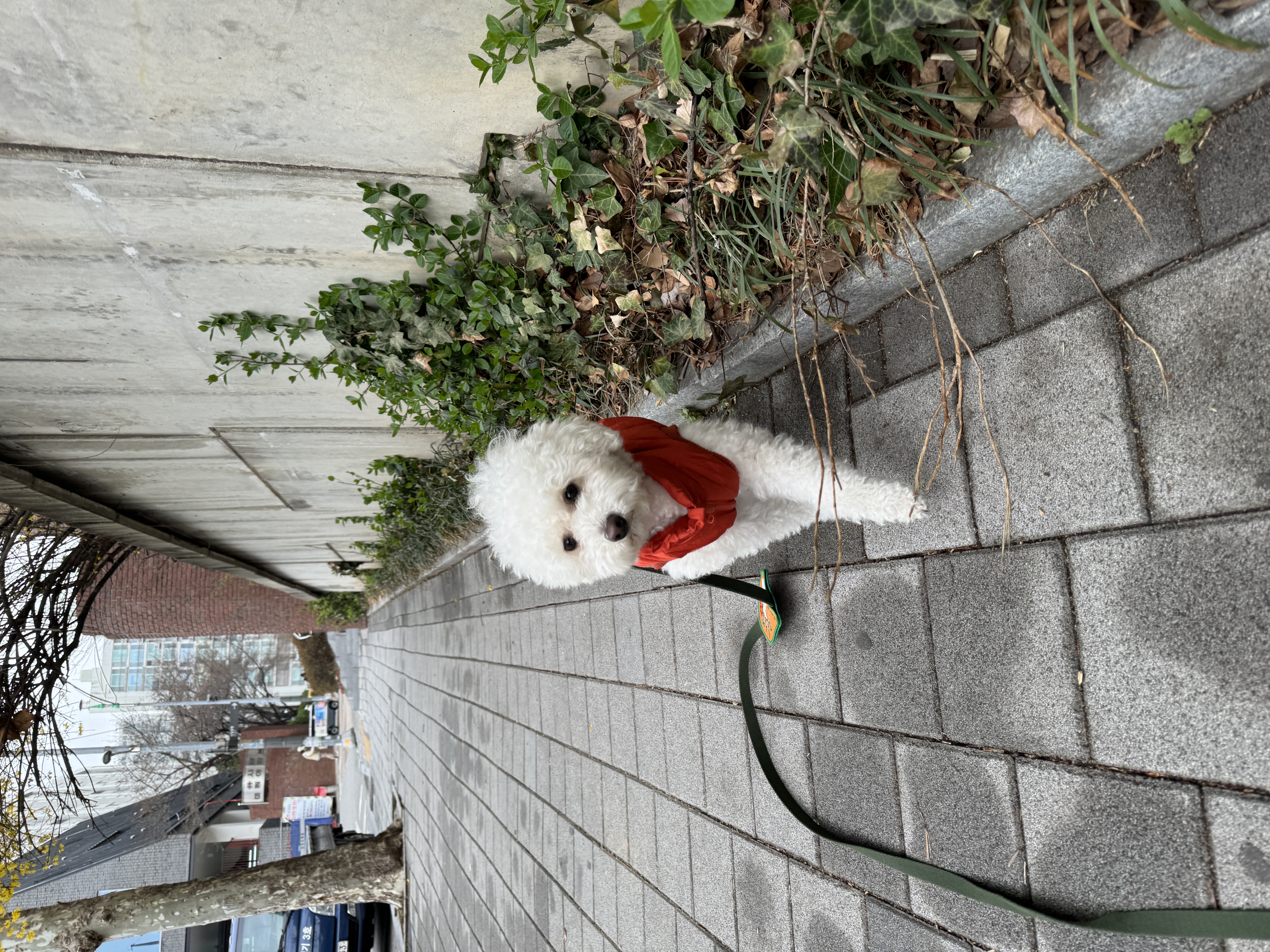쿠크의 자견 심쿵이 입양3년차 오랜만에 글올려요