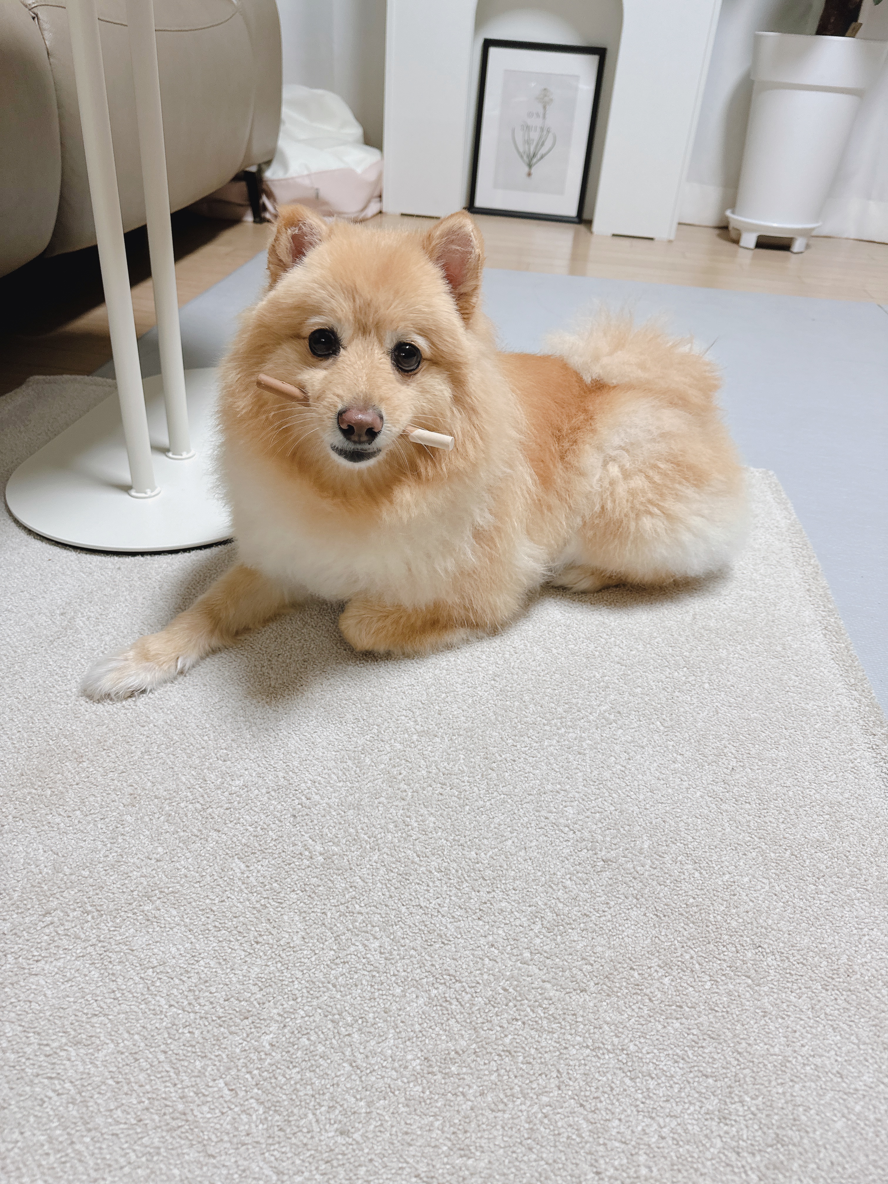 노을이(보일이) 입양한지 1155일