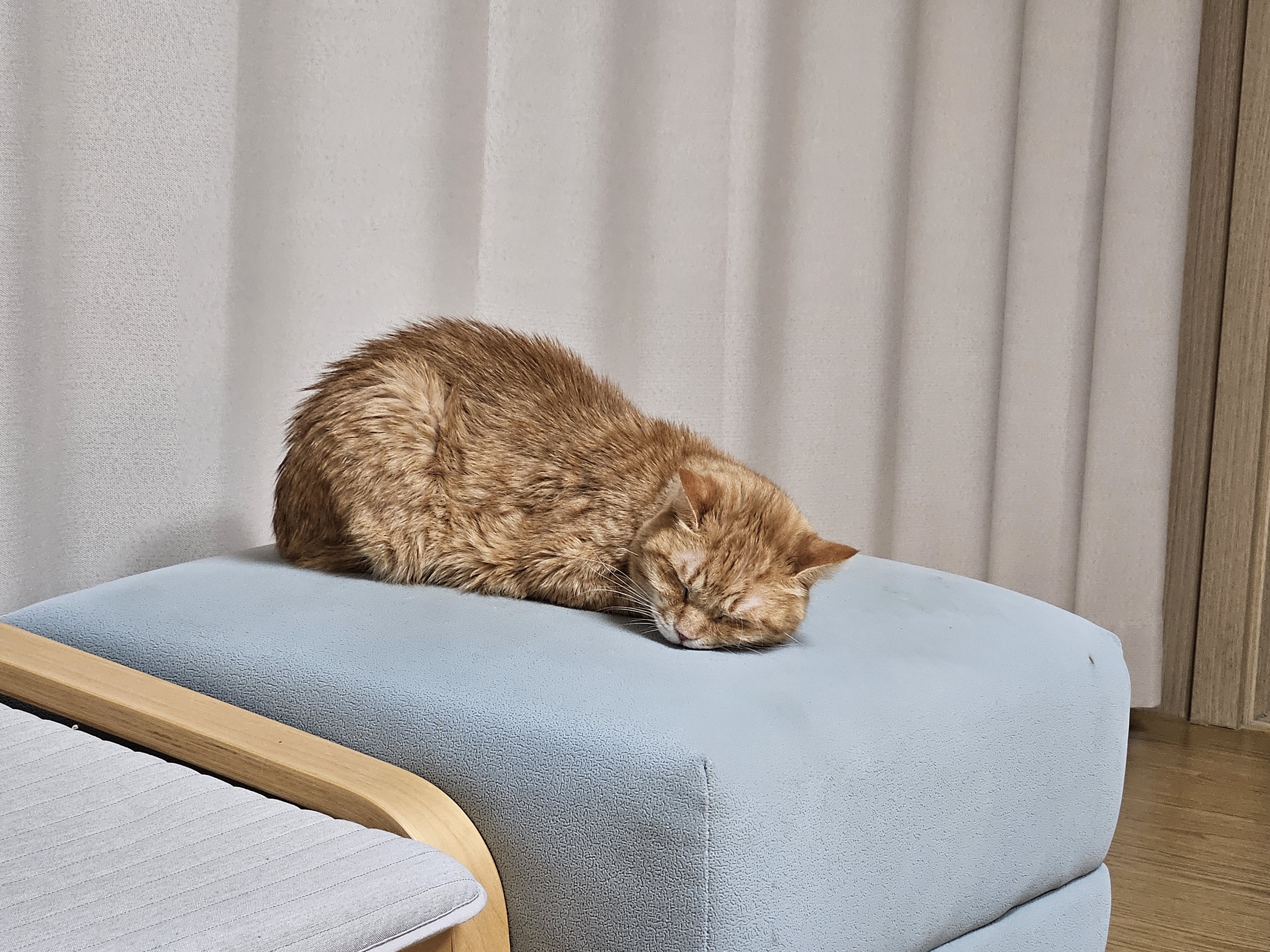 다솔이 고양이