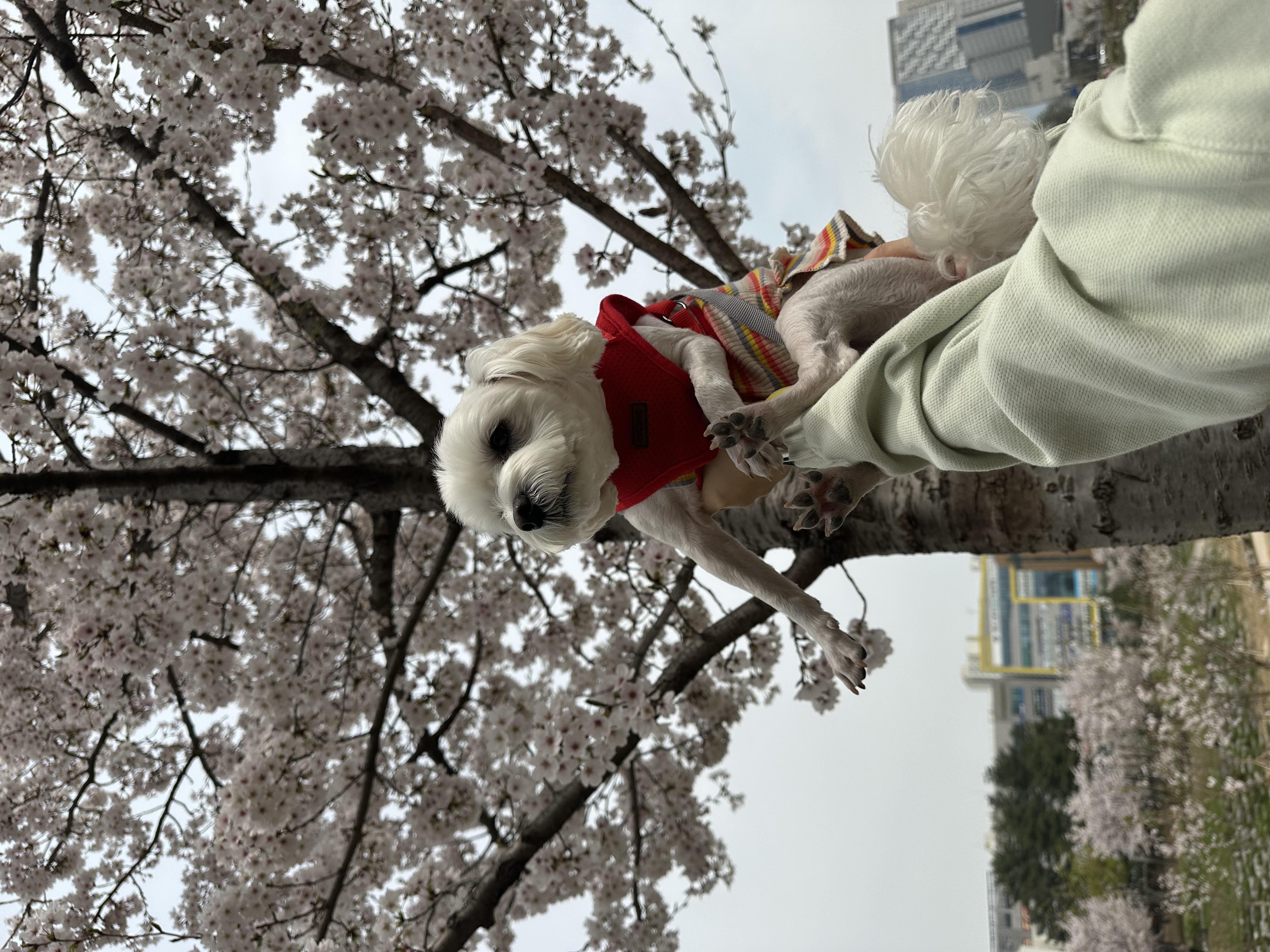 우리구름이에요 예전청일이에요