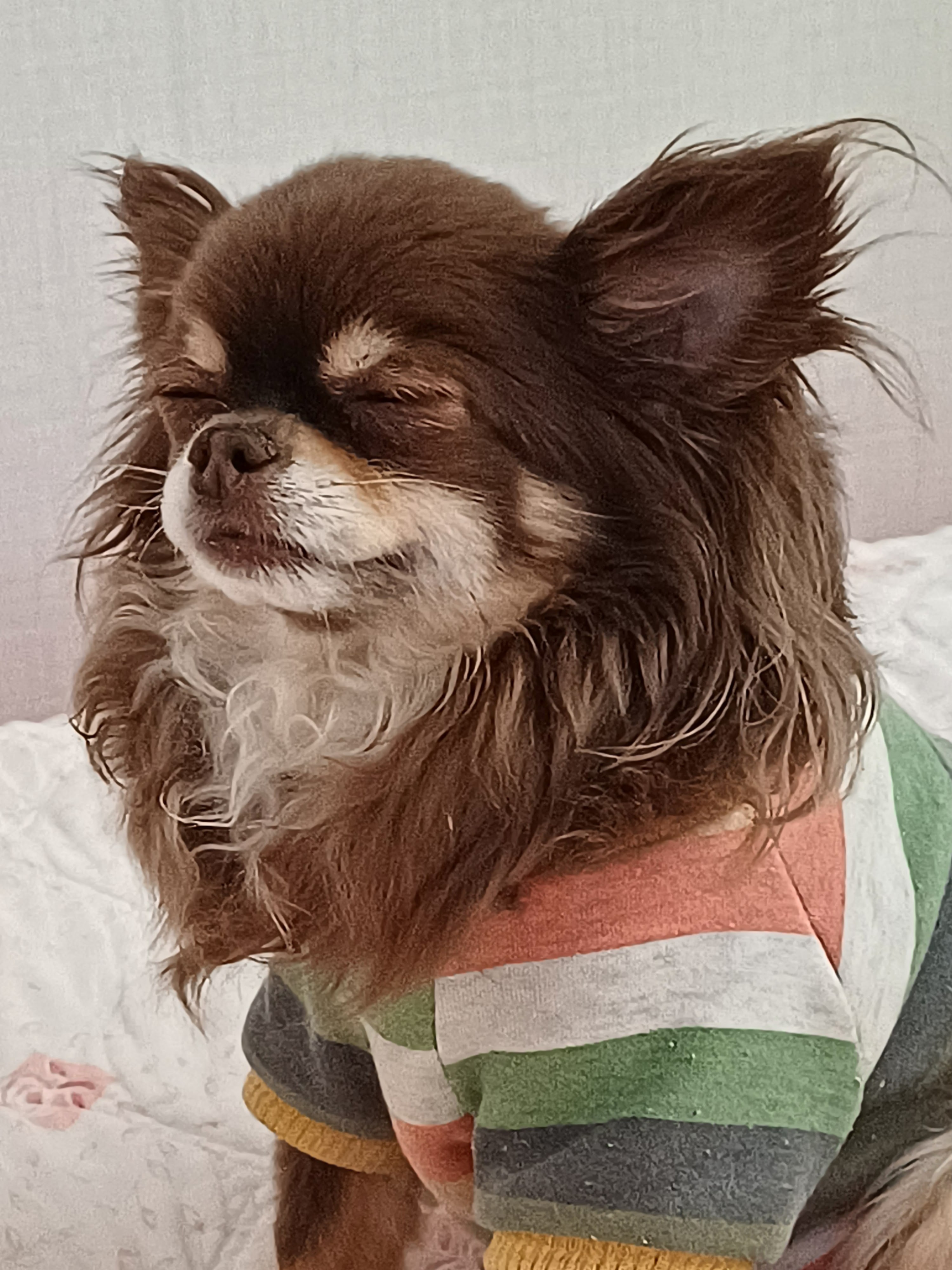 방울이 5년째