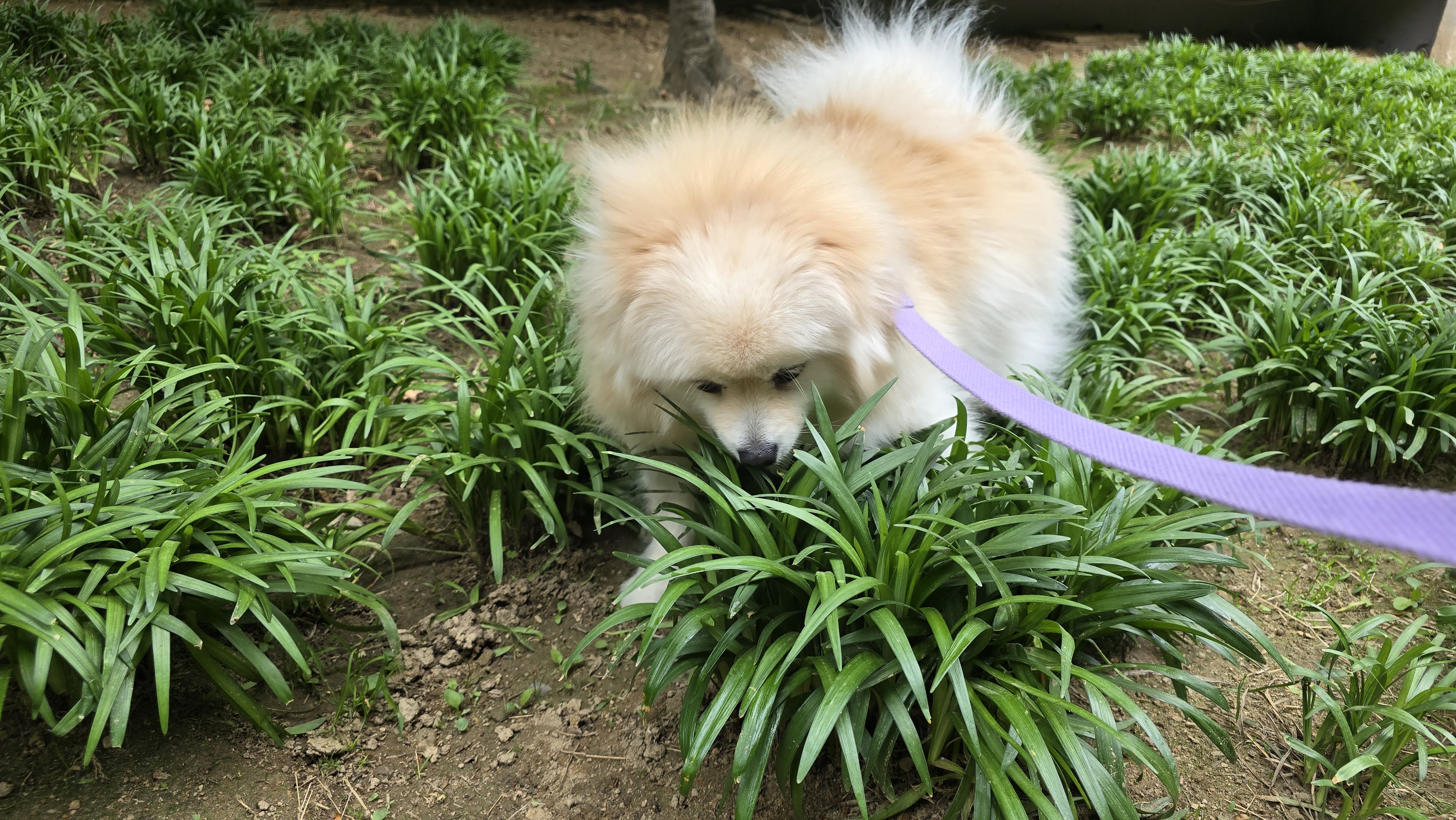 곤지암 단밤이 입양 3주년 후기