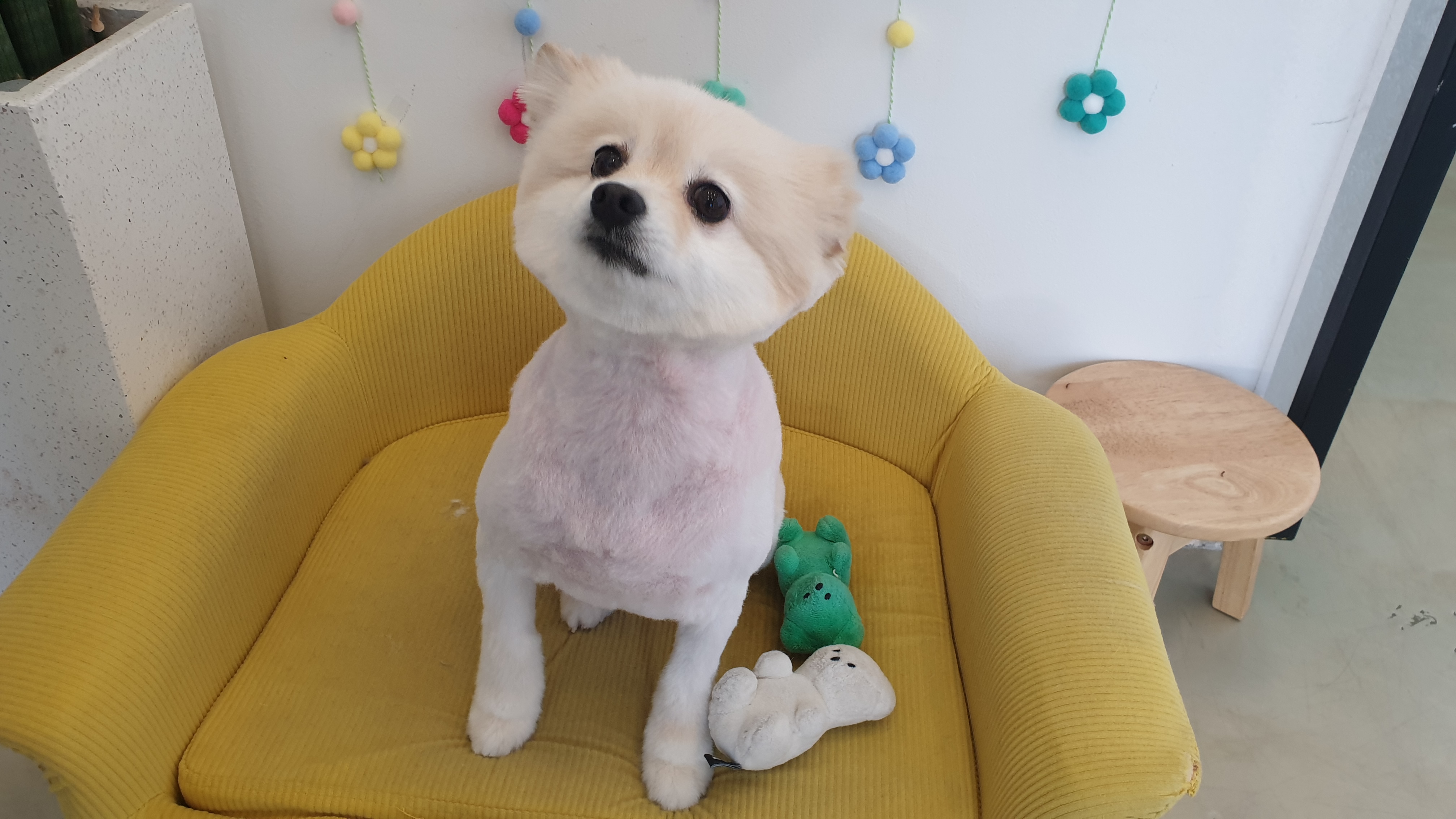 곤지암 단밤이 입양 3주년 후기