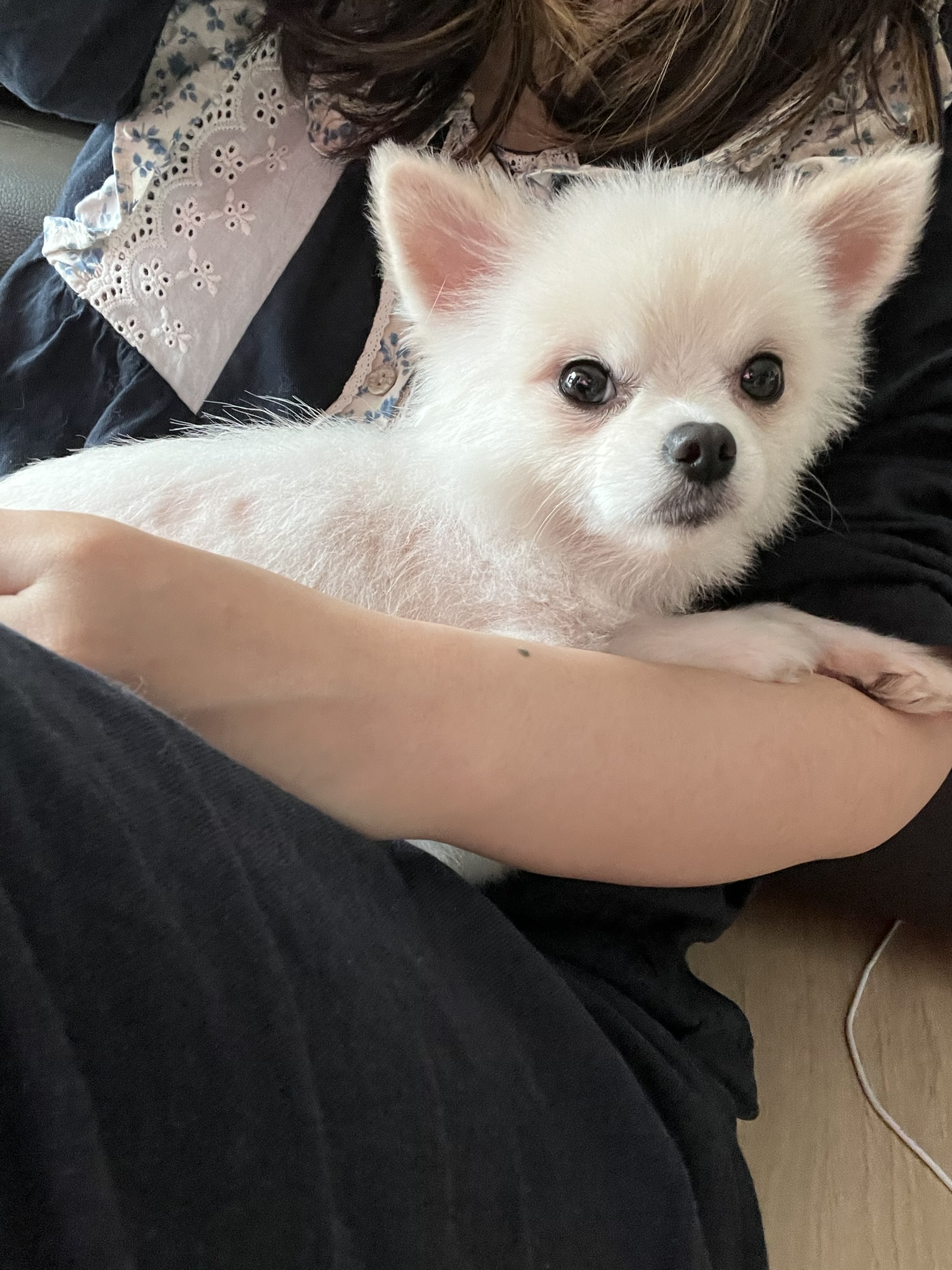 슈크 입양 한달 후기