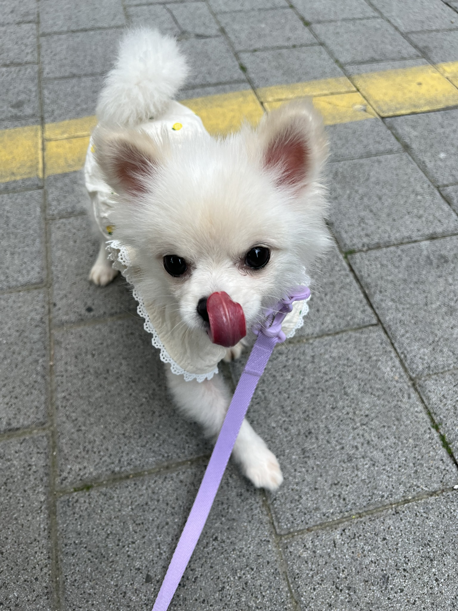 슈크 입양 한달 후기