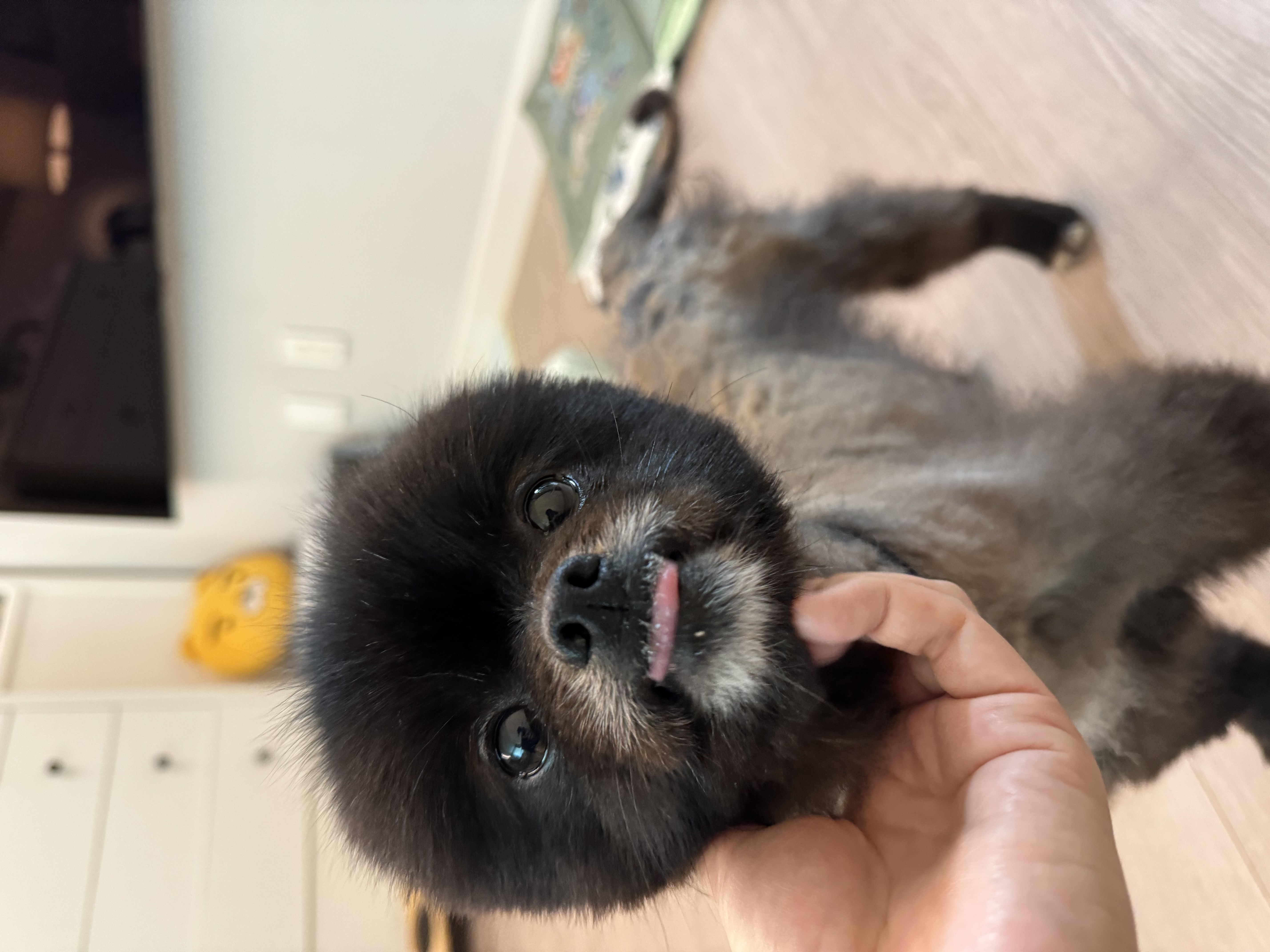 반곰이(현: 레오) 임시보호 일주일 후기