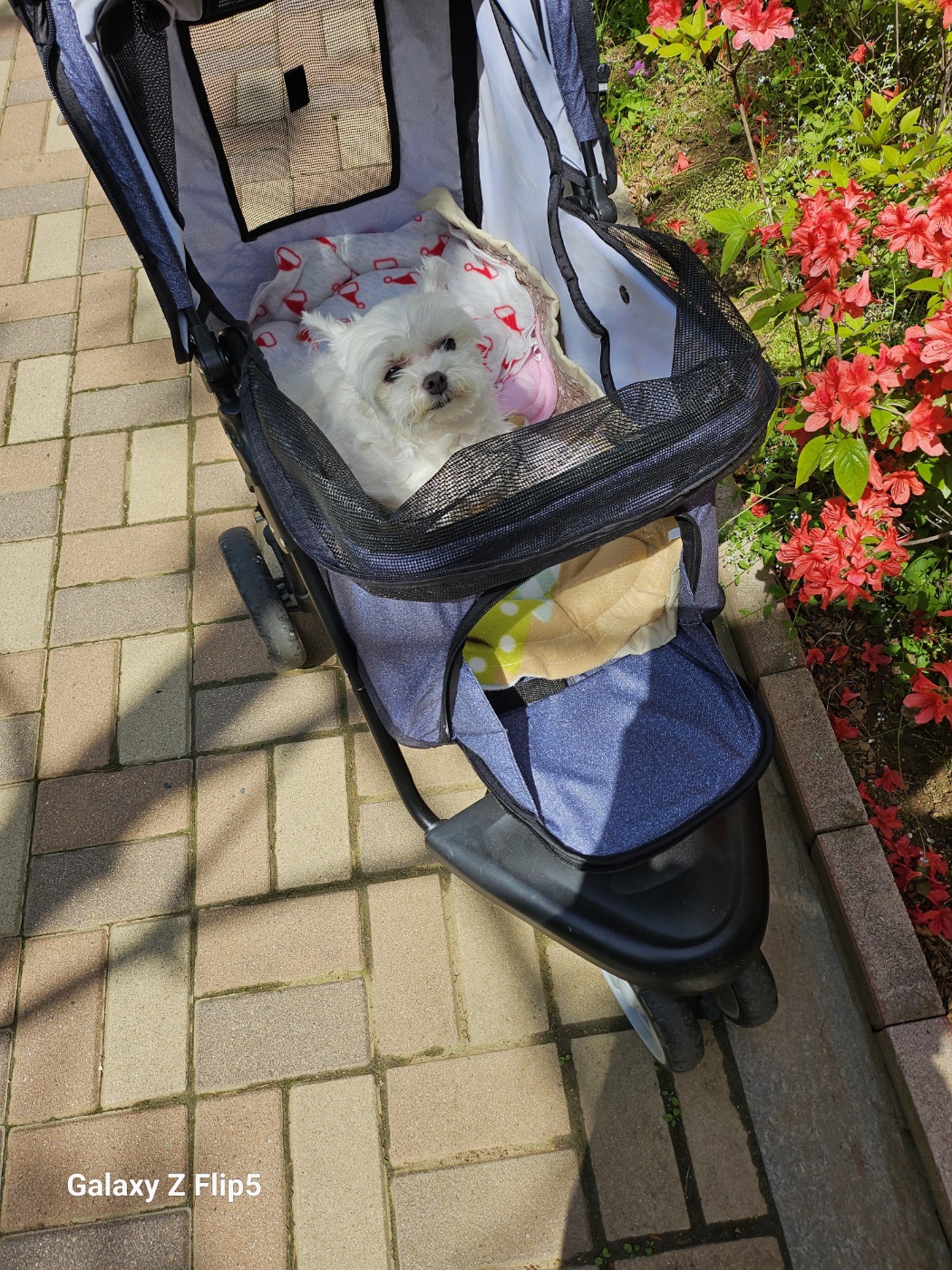송이 3개월후기(양구32 다림이)