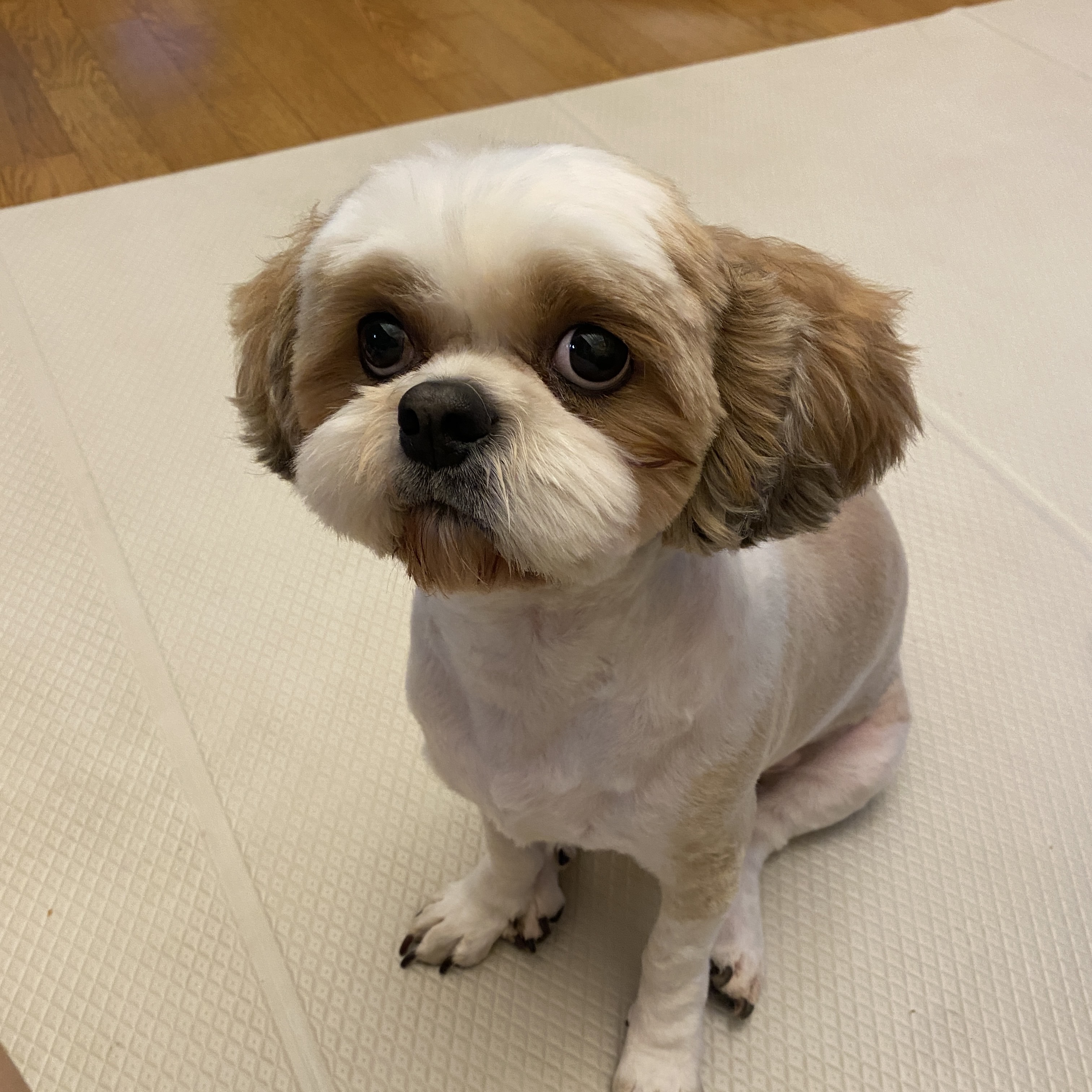 소중히 간직한 들레 사진