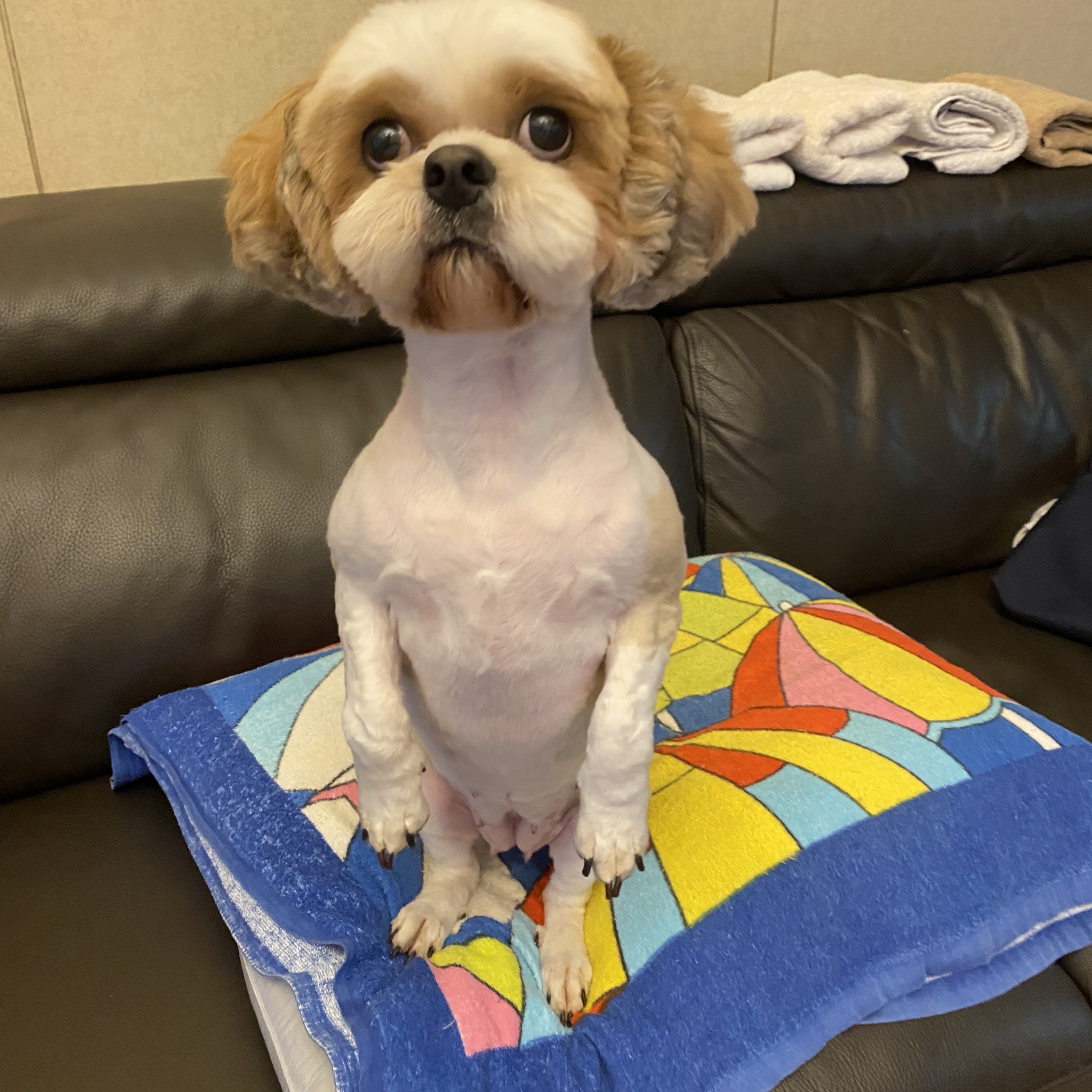 소중히 간직한 들레 사진