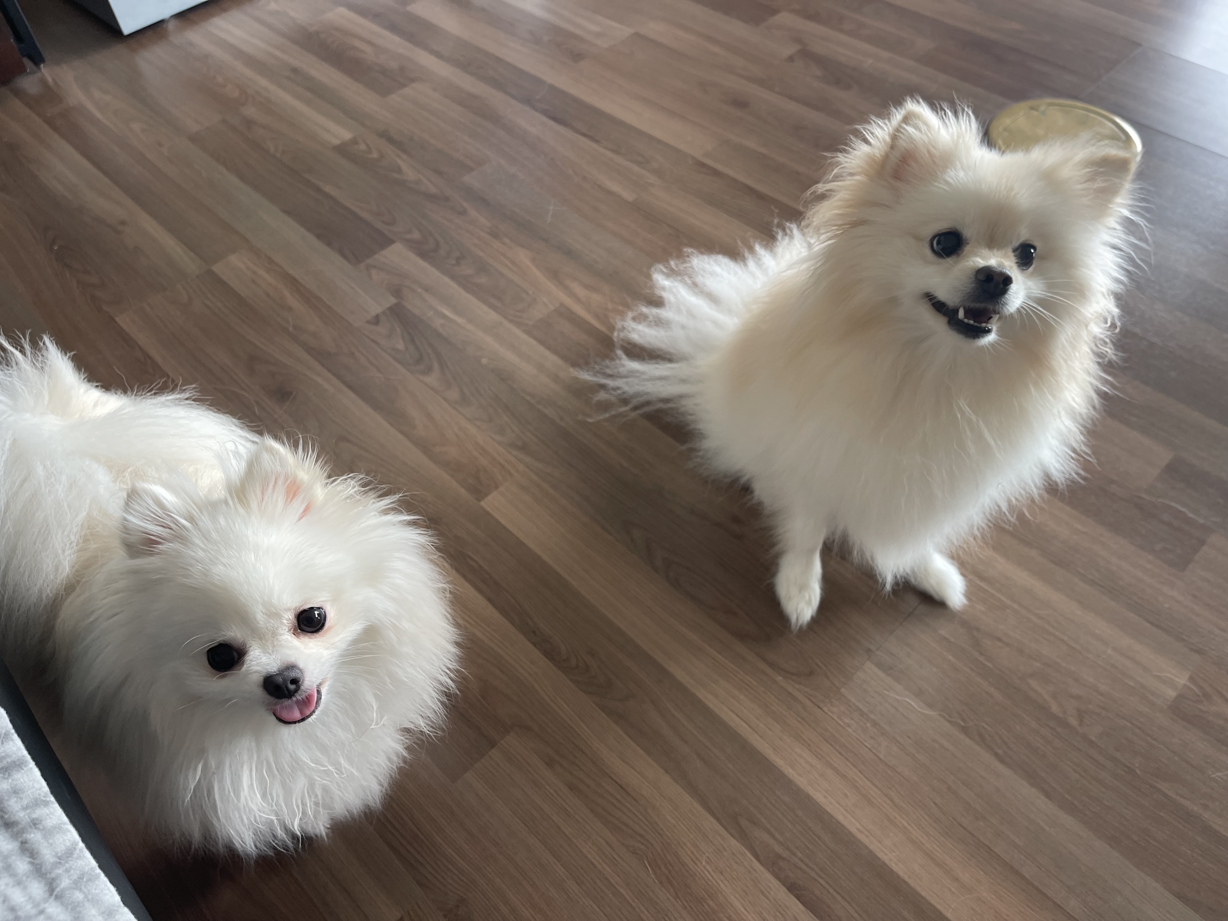 쌍동이처럼… 항상 함께해요