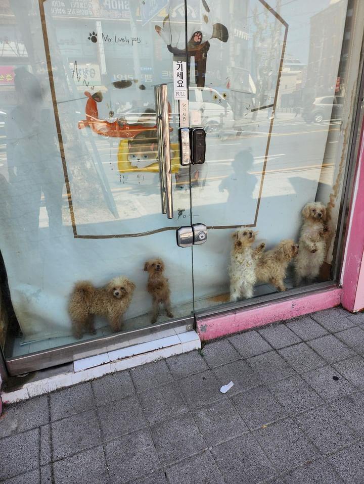 폐업펫샵에 방치된 강아지 고양이 구조를 부탁드립니다.