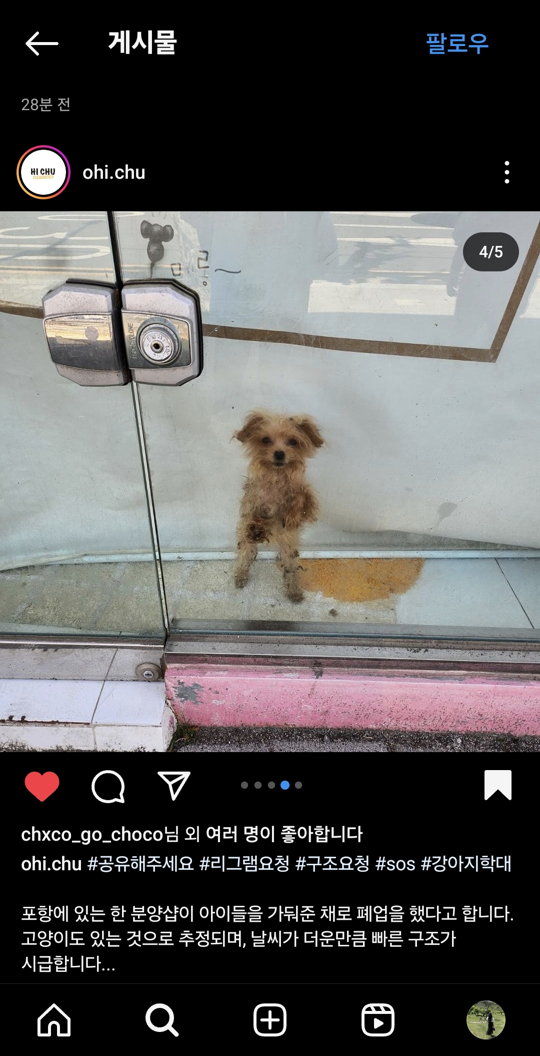 포항시 폐업한펫샵에 강아지들방치