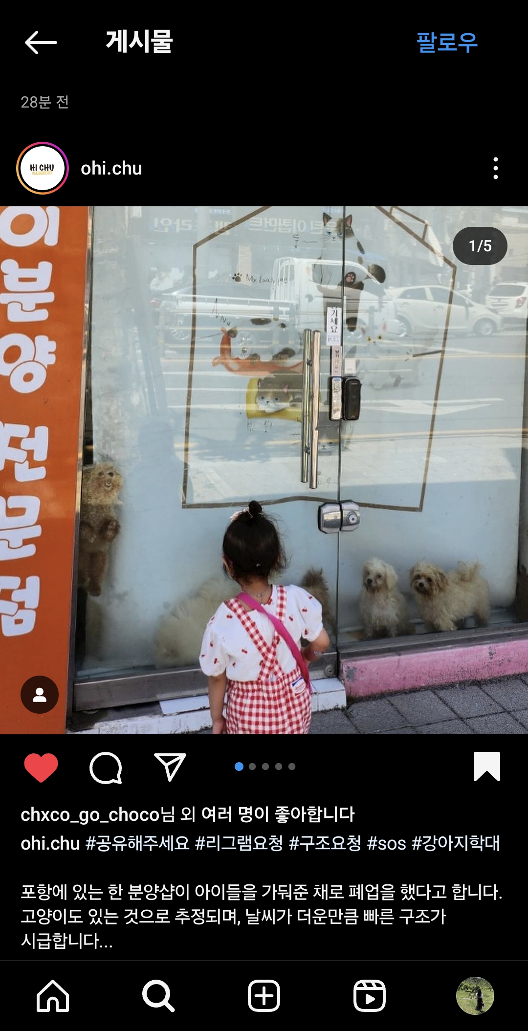 포항시 폐업한펫샵에 강아지들방치