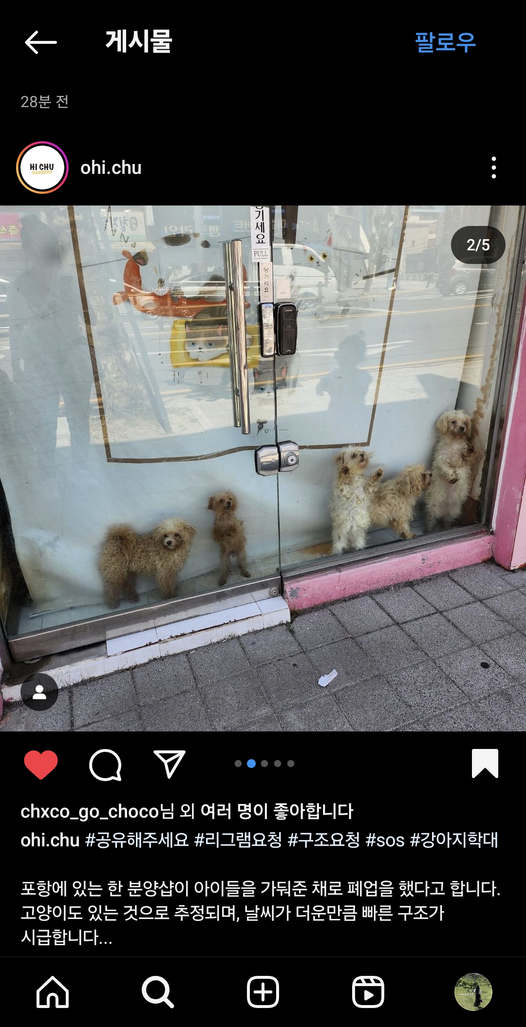 포항시 폐업한펫샵에 강아지들방치