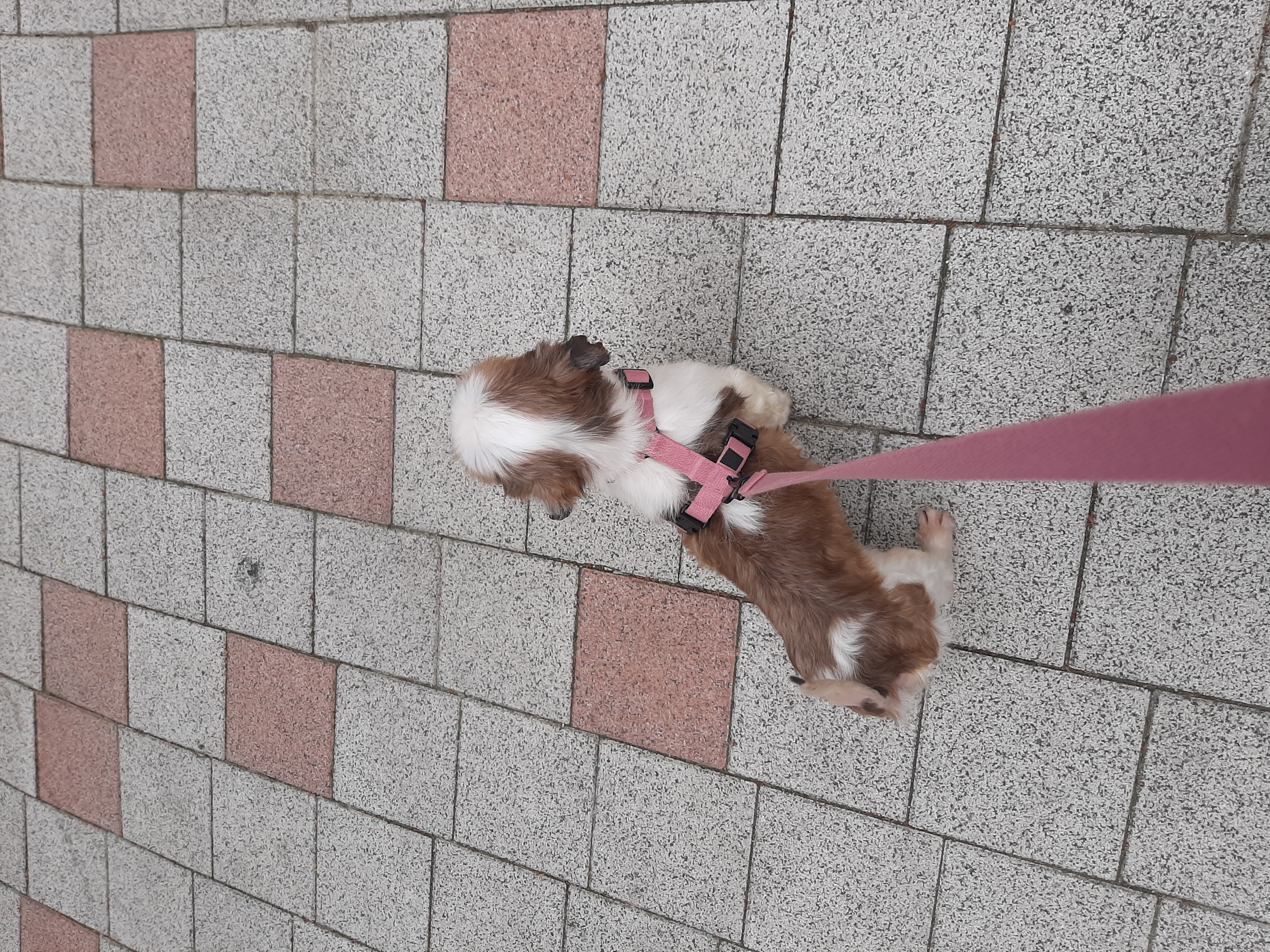 뽀야