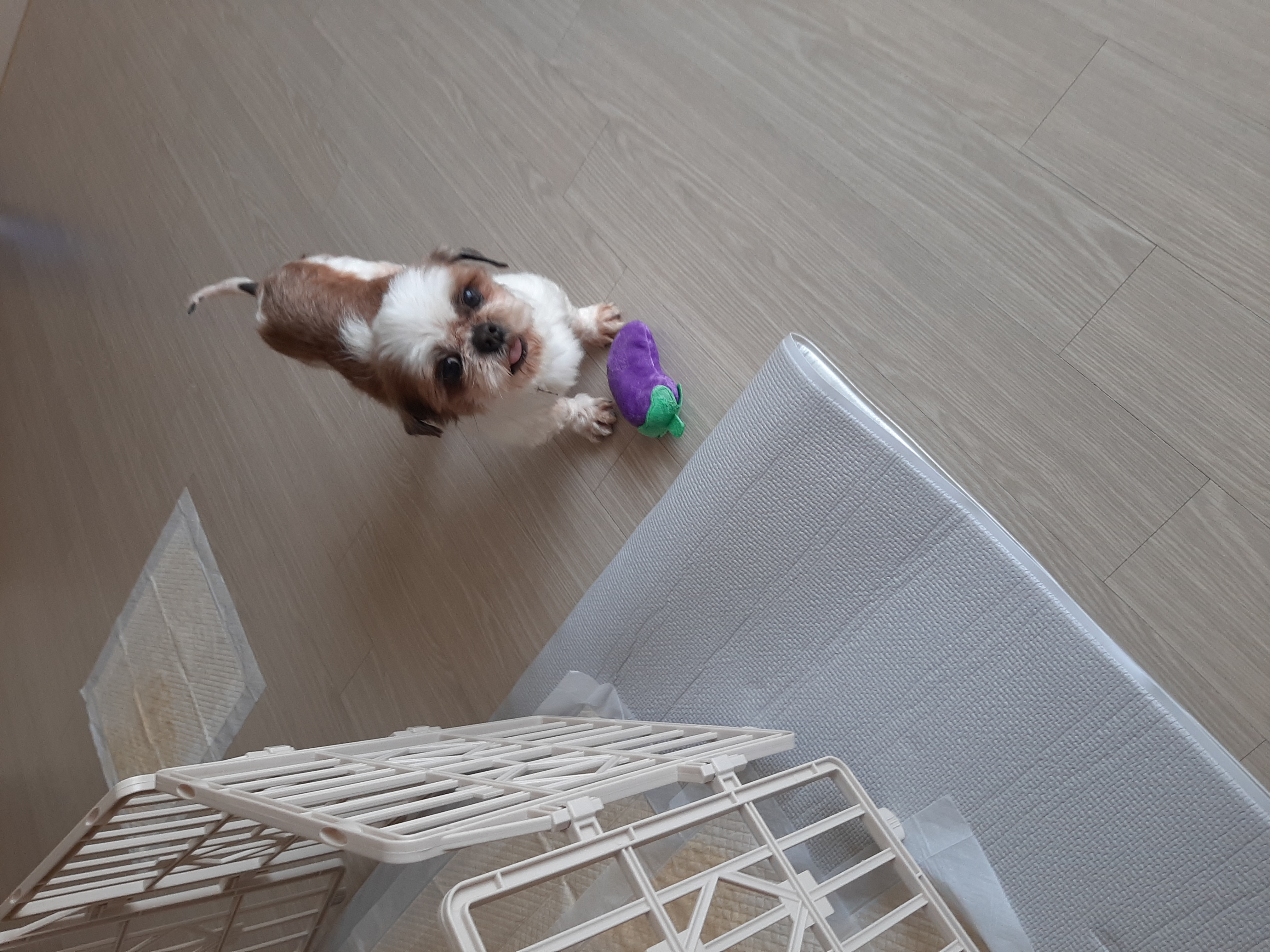 뽀야