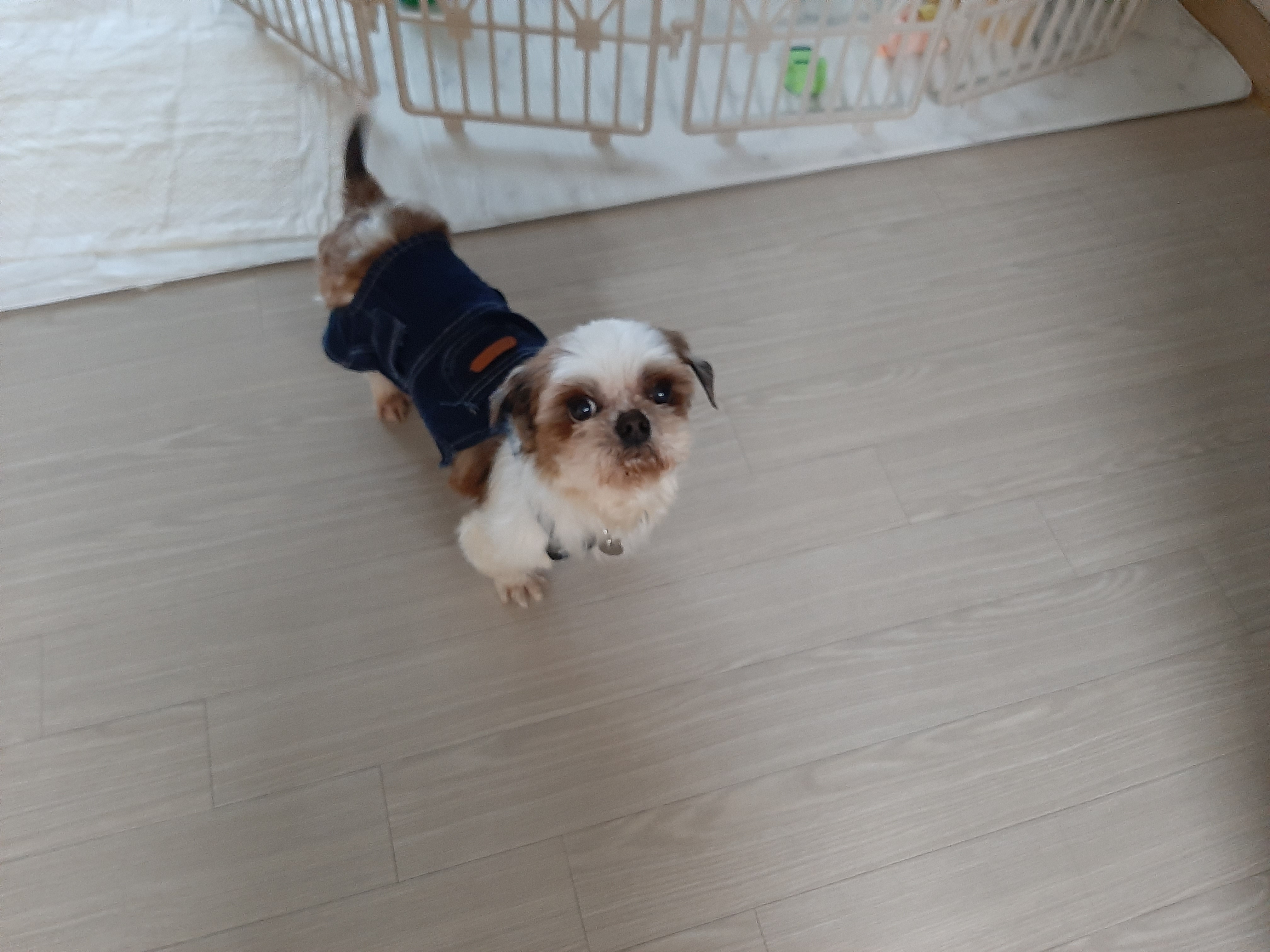 뽀야