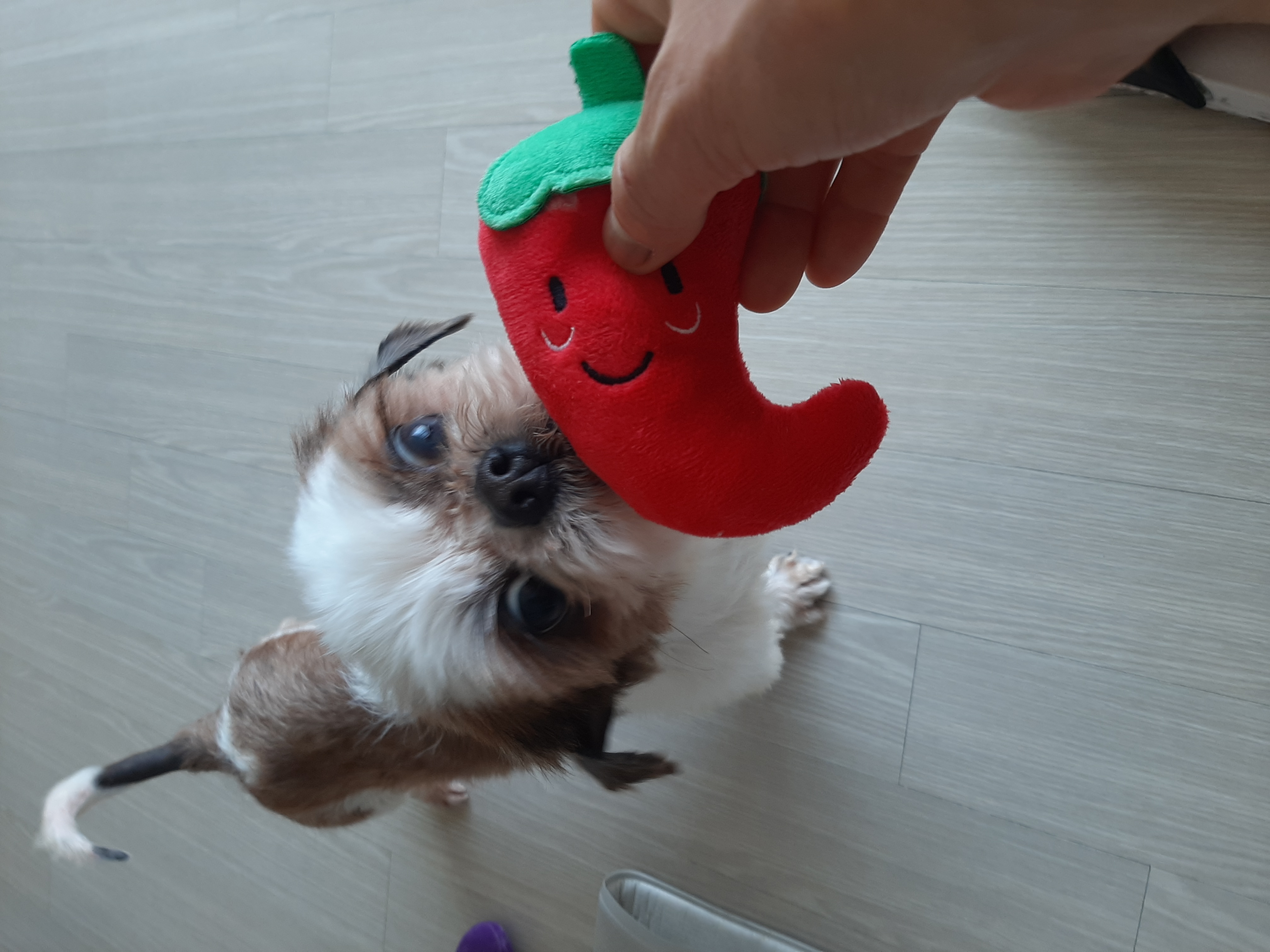 뽀야