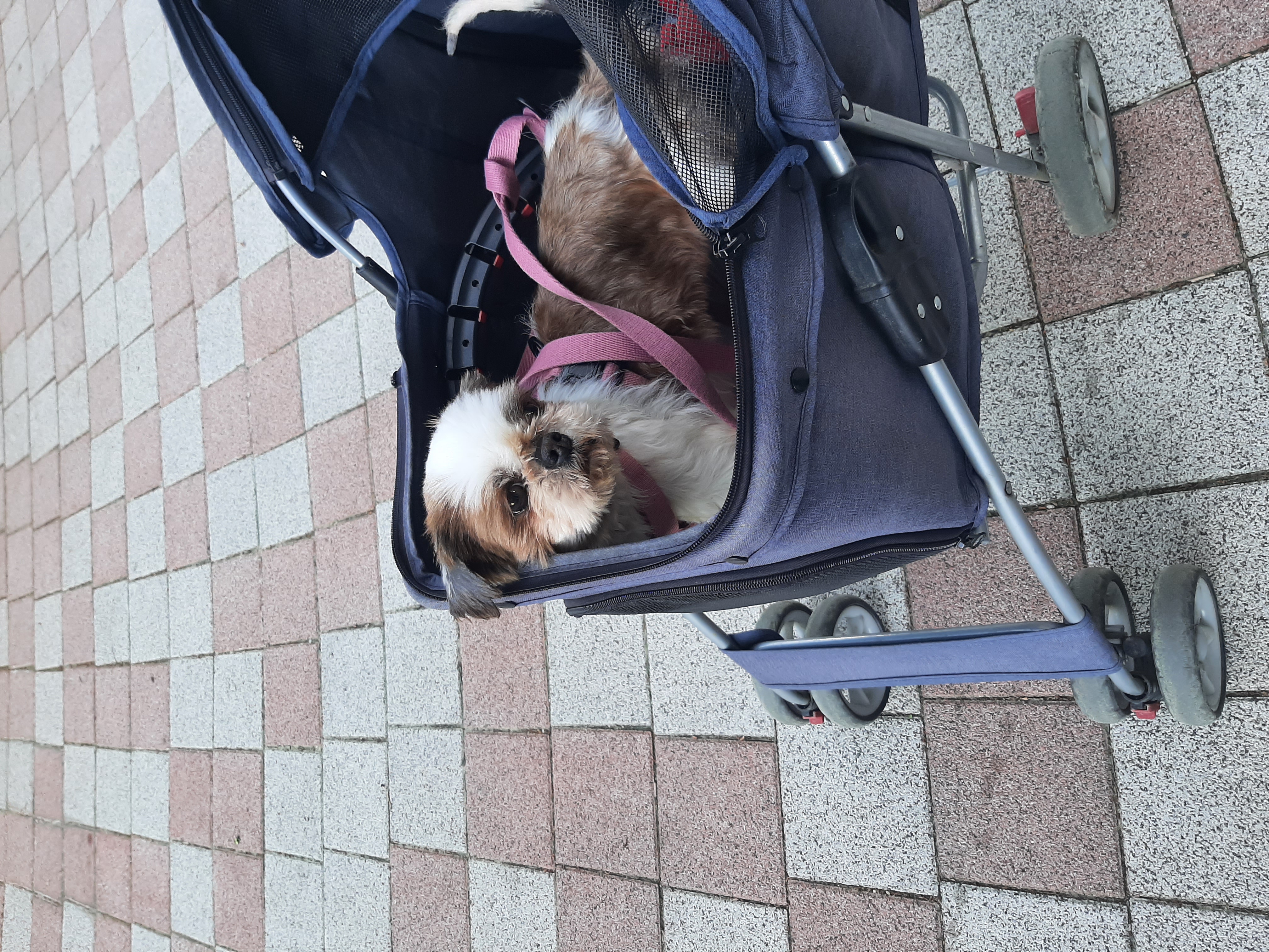 뽀야