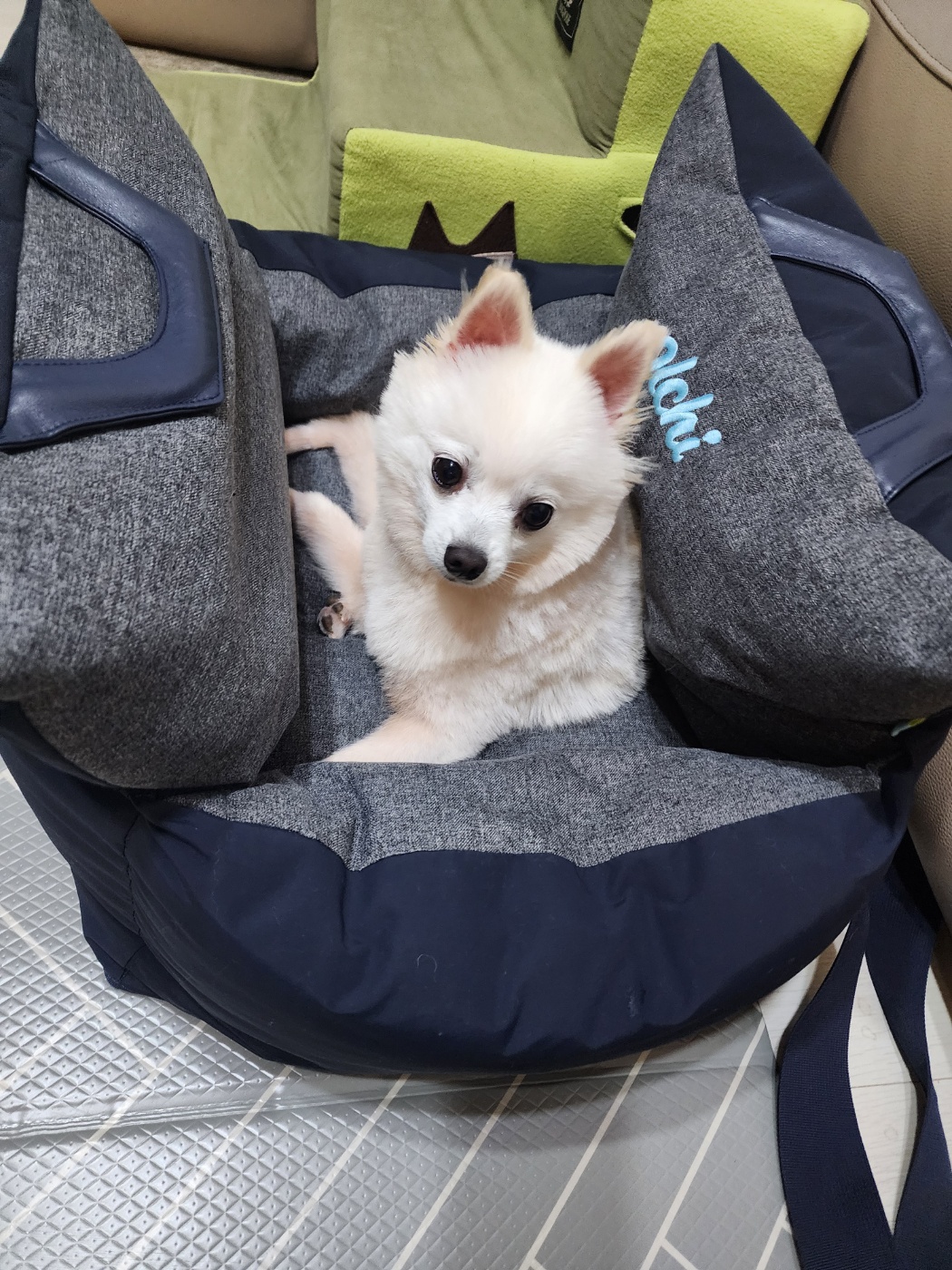 뽀미(구 뽀얀) 입양 한달