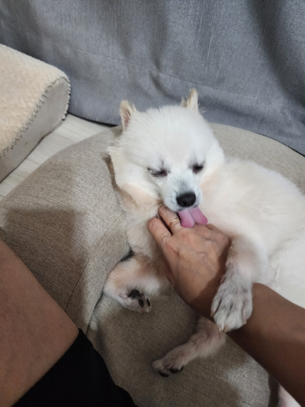 뽀미(구 뽀얀) 입양 한달