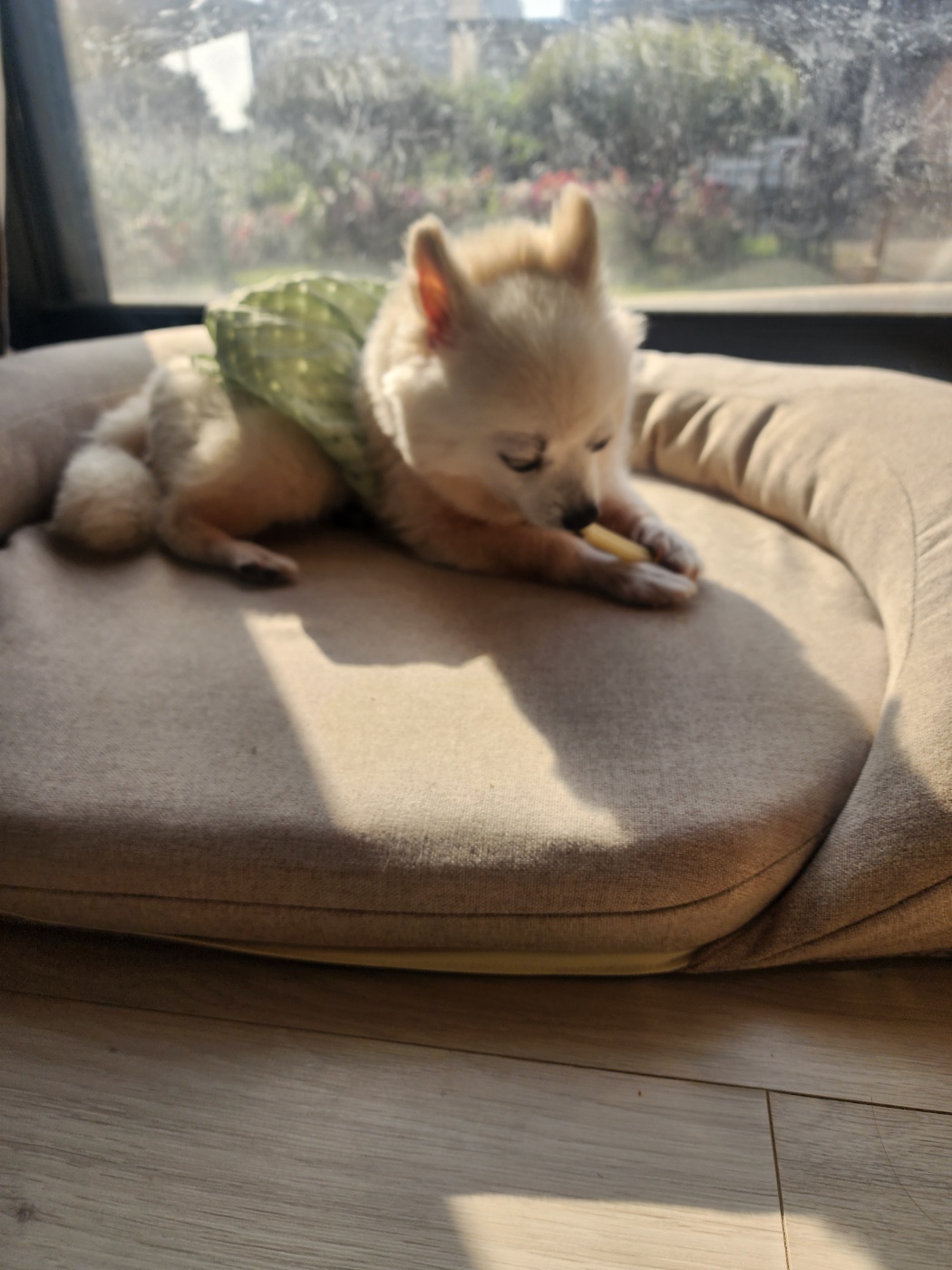 뽀미(구 뽀얀) 입양 한달