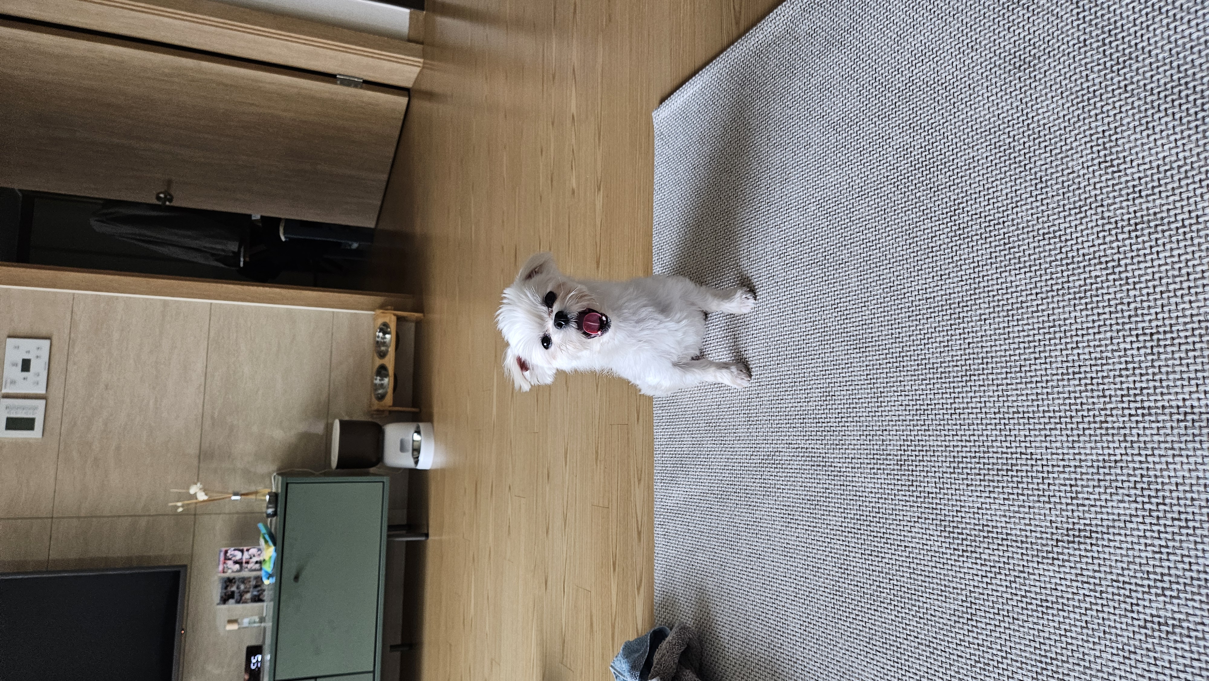 연두 (전 이름 다미) 입양 한달차!!