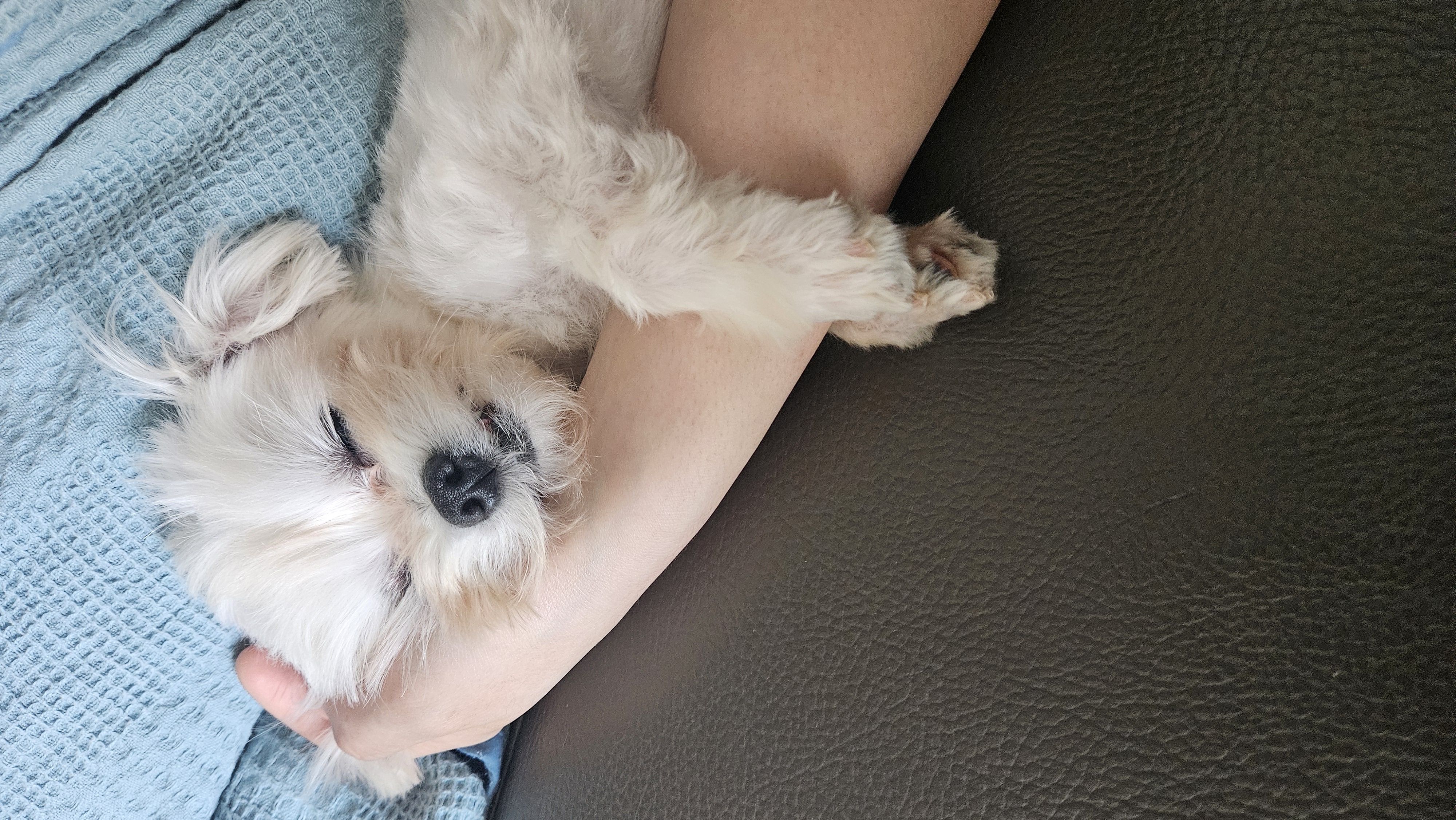 연두 (전 이름 다미) 입양 한달차!!