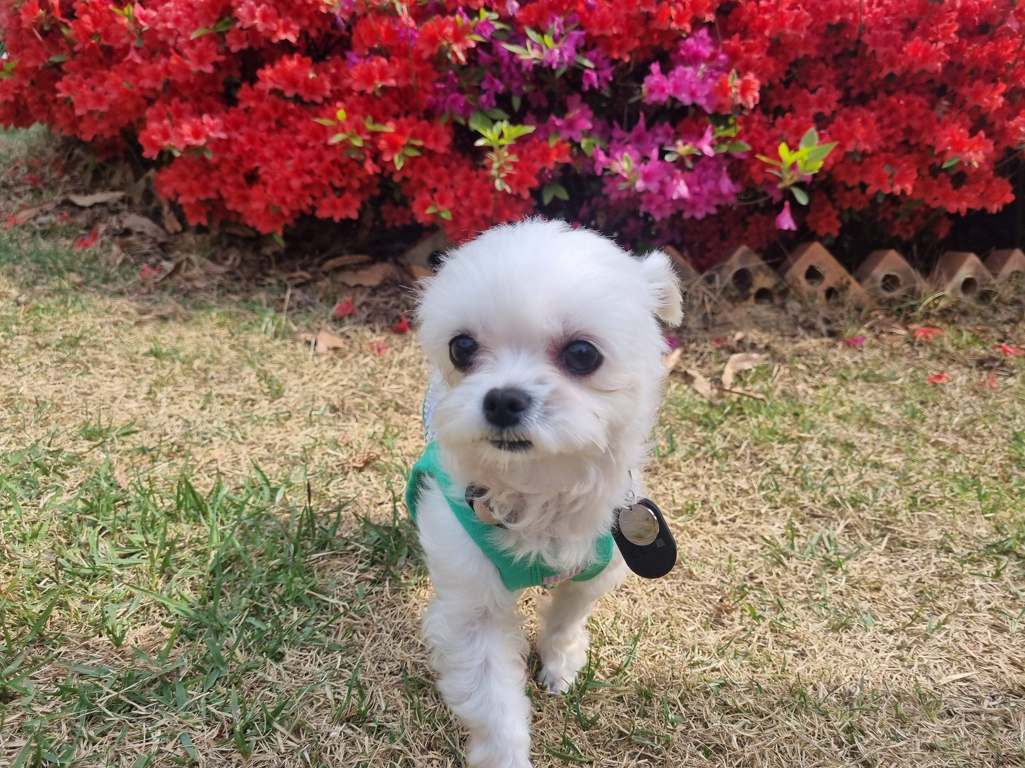 [임보] 마리와 함께 맞이한 봄날🌸