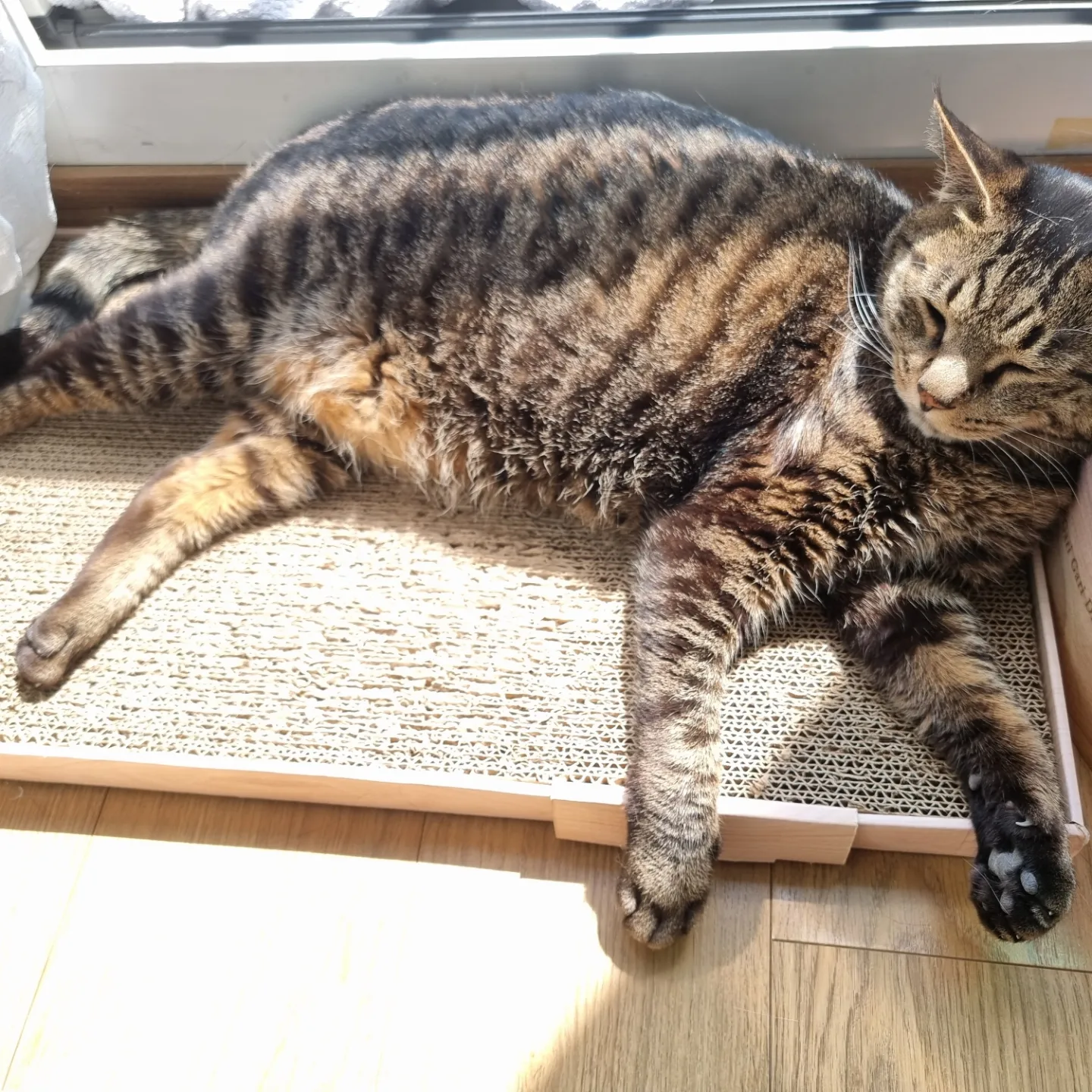 고양이 꿍이(꽁치) 입양 후 4년차 후기 