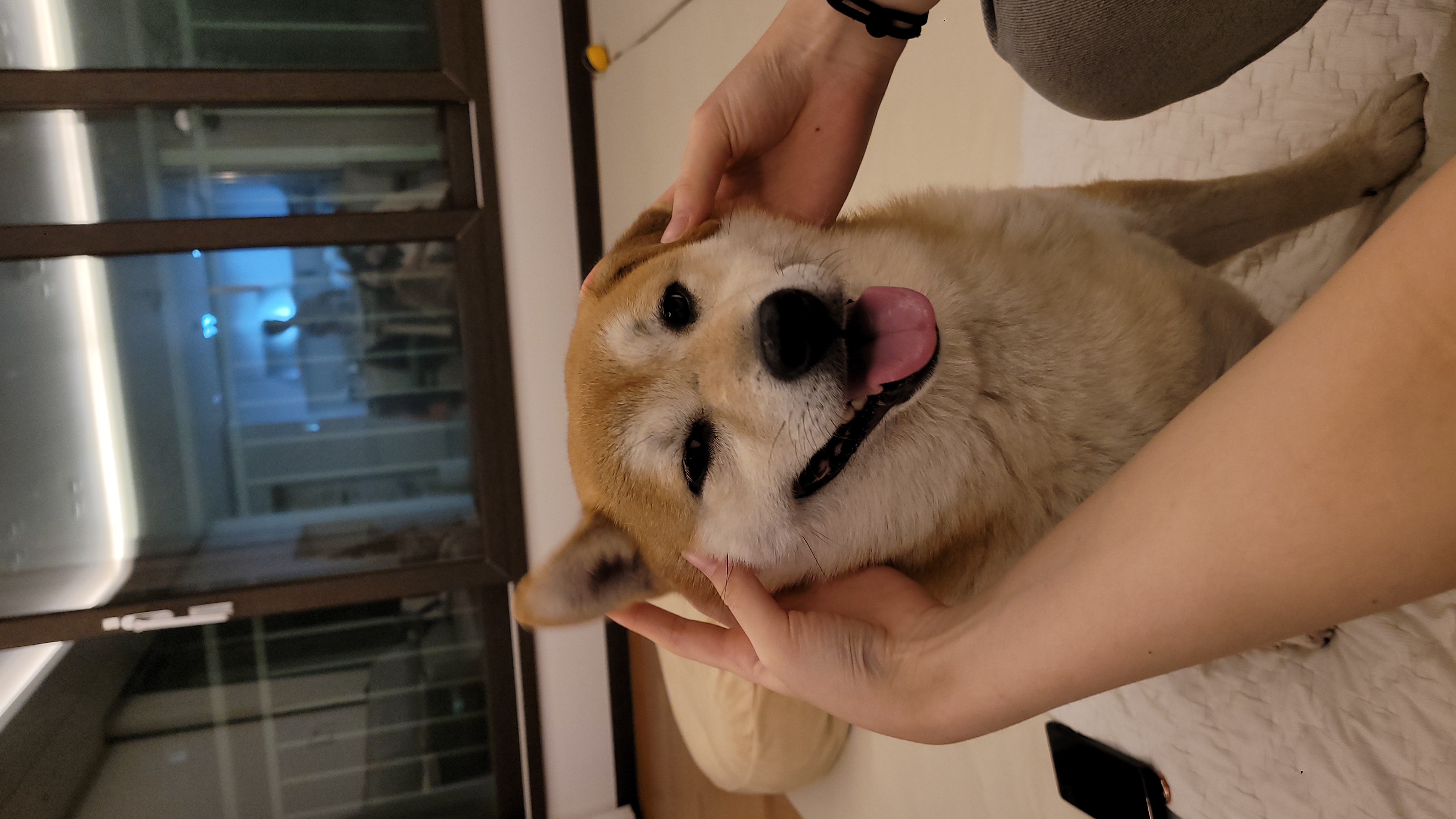 보령번식장 뚱땅(뚱이) 입양 5주차 이야기