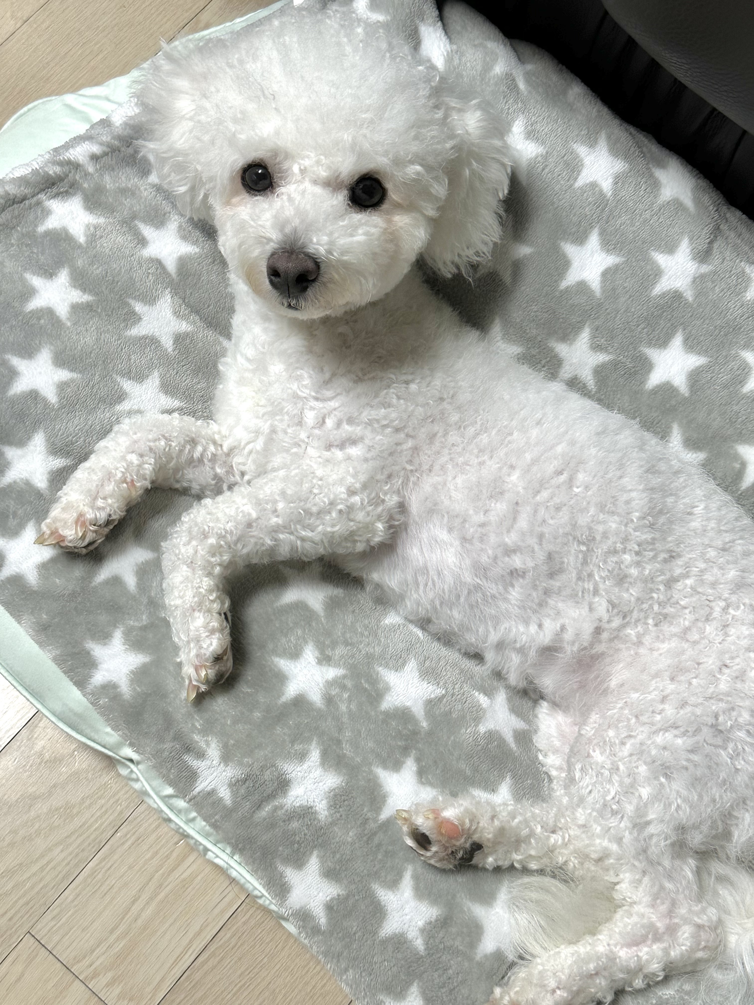 모찌(전 아름이)의 한달차 이야기 