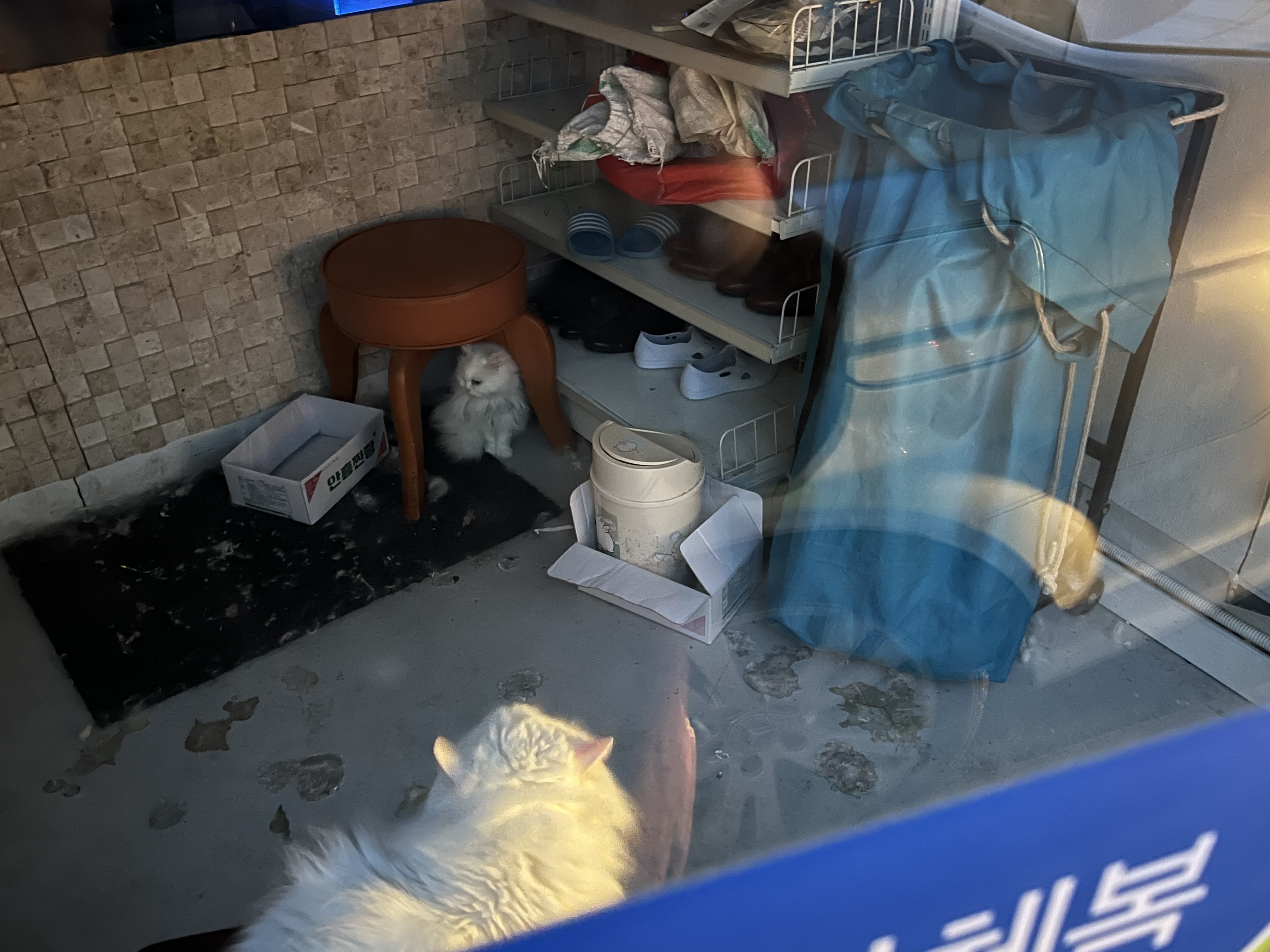 5년 넘게 방치된 고양이들 