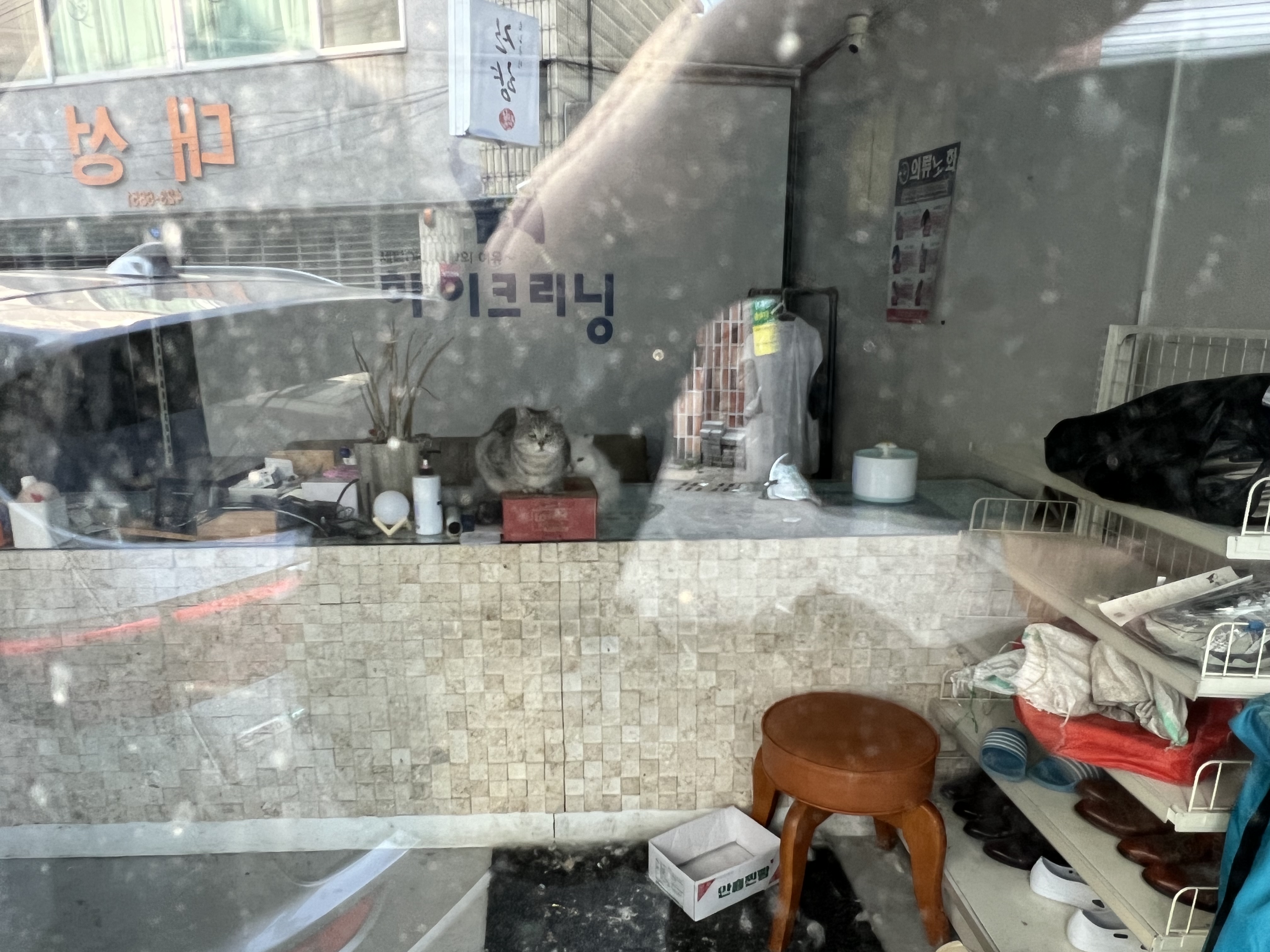 5년 넘게 방치된 고양이들 