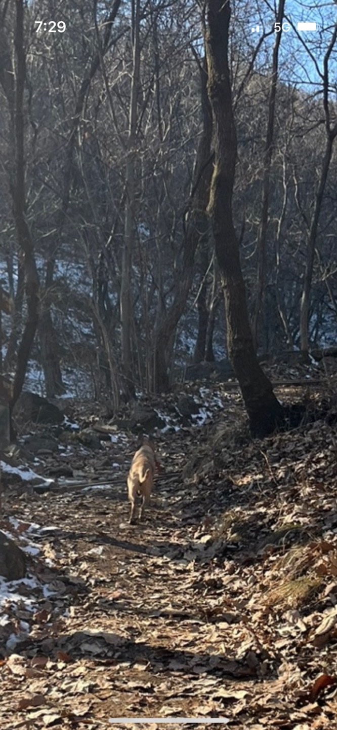 대낮 용마산 멧돼지사냥개의 무작위한사냥으로 반려견사망