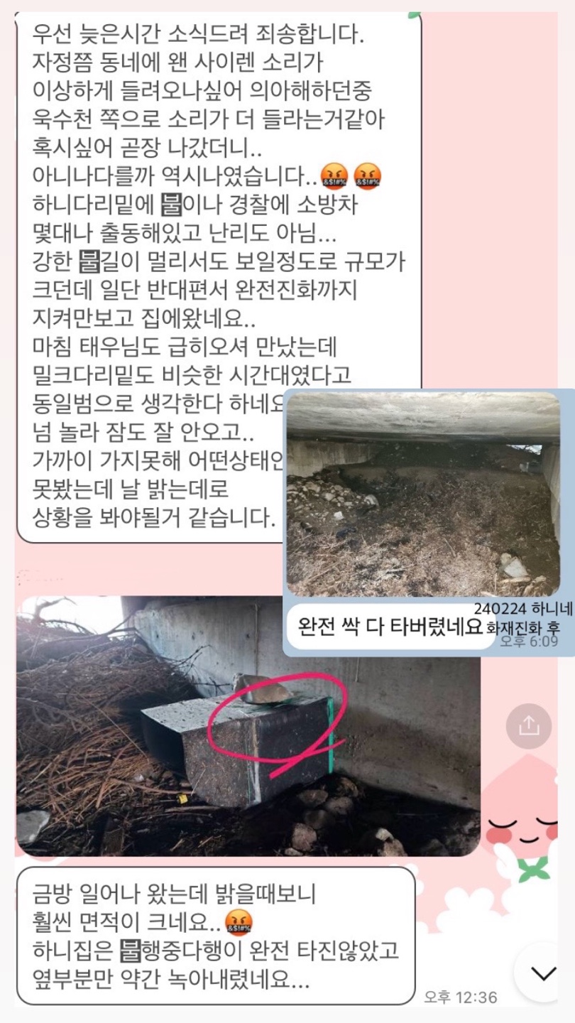 지속적인 괴롭힘에 노출된 고양이 하니를 도와주세요+방화,파손,강제이주학대 등