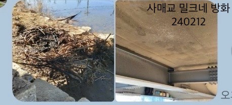 지속적인 괴롭힘에 노출된 고양이 하니를 도와주세요+방화,파손,강제이주학대 등