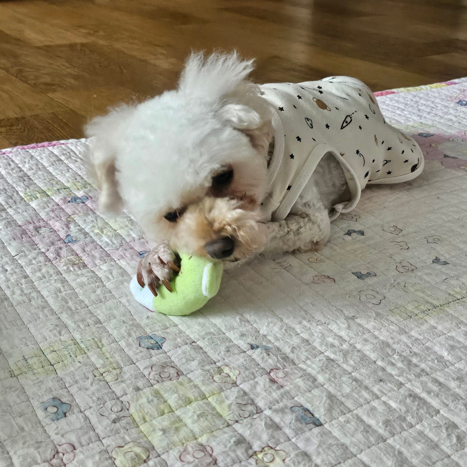 해송이(양누) 임시보호 일주일