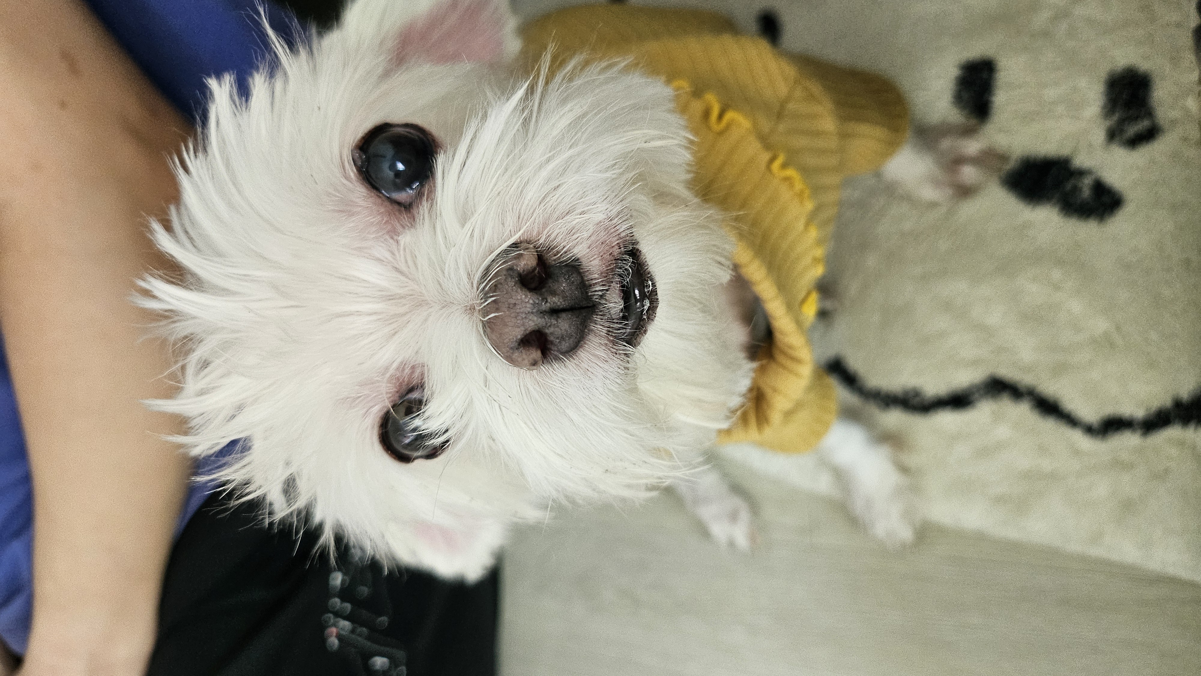곤지암 콩순이 근황입니다^^
