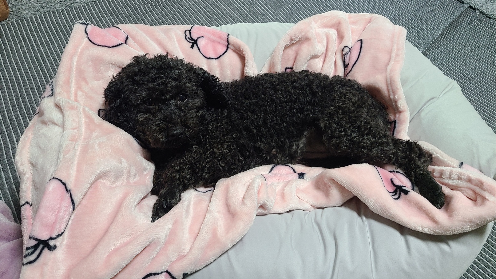 흑단(구 까푸) 일주일