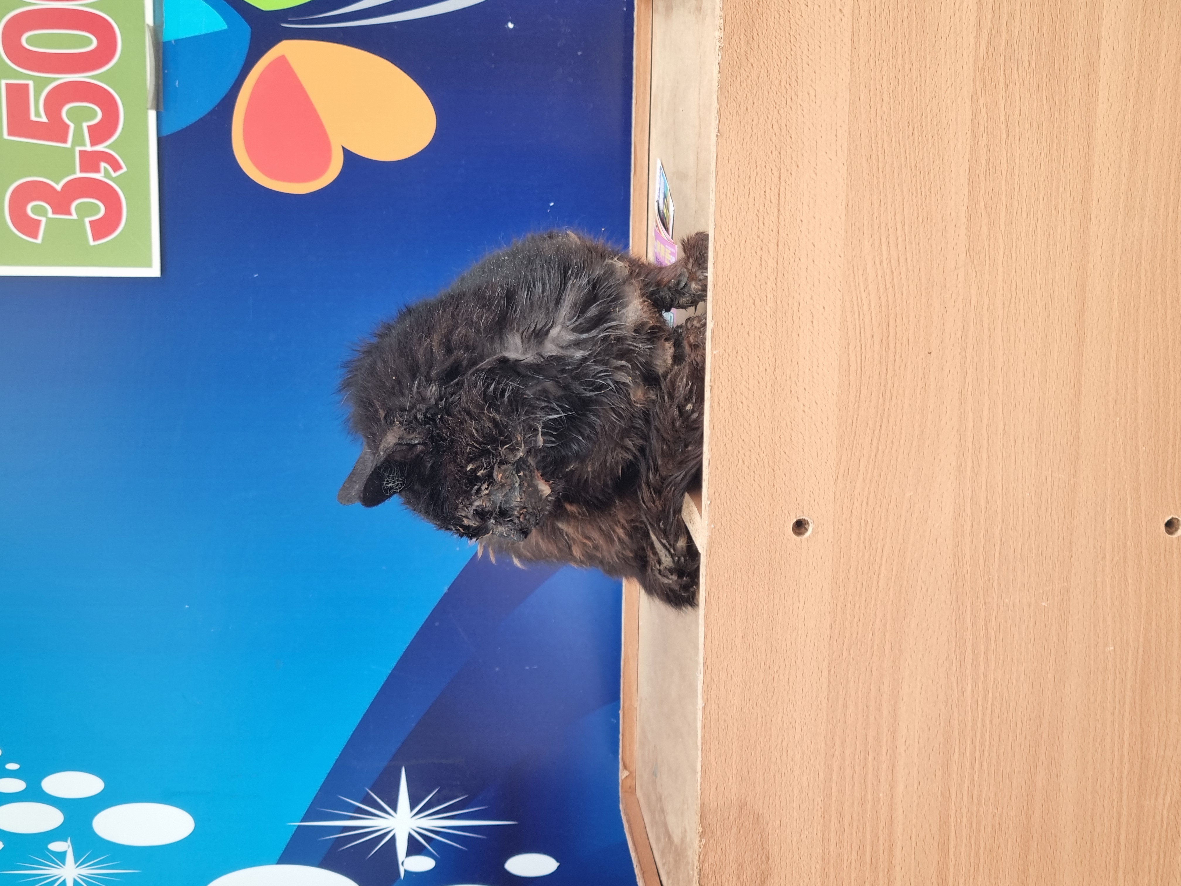 누군가 고양이 얼굴에 본드를 발라놨어요! 눈은 붙어버리고 입에도 묻었어요