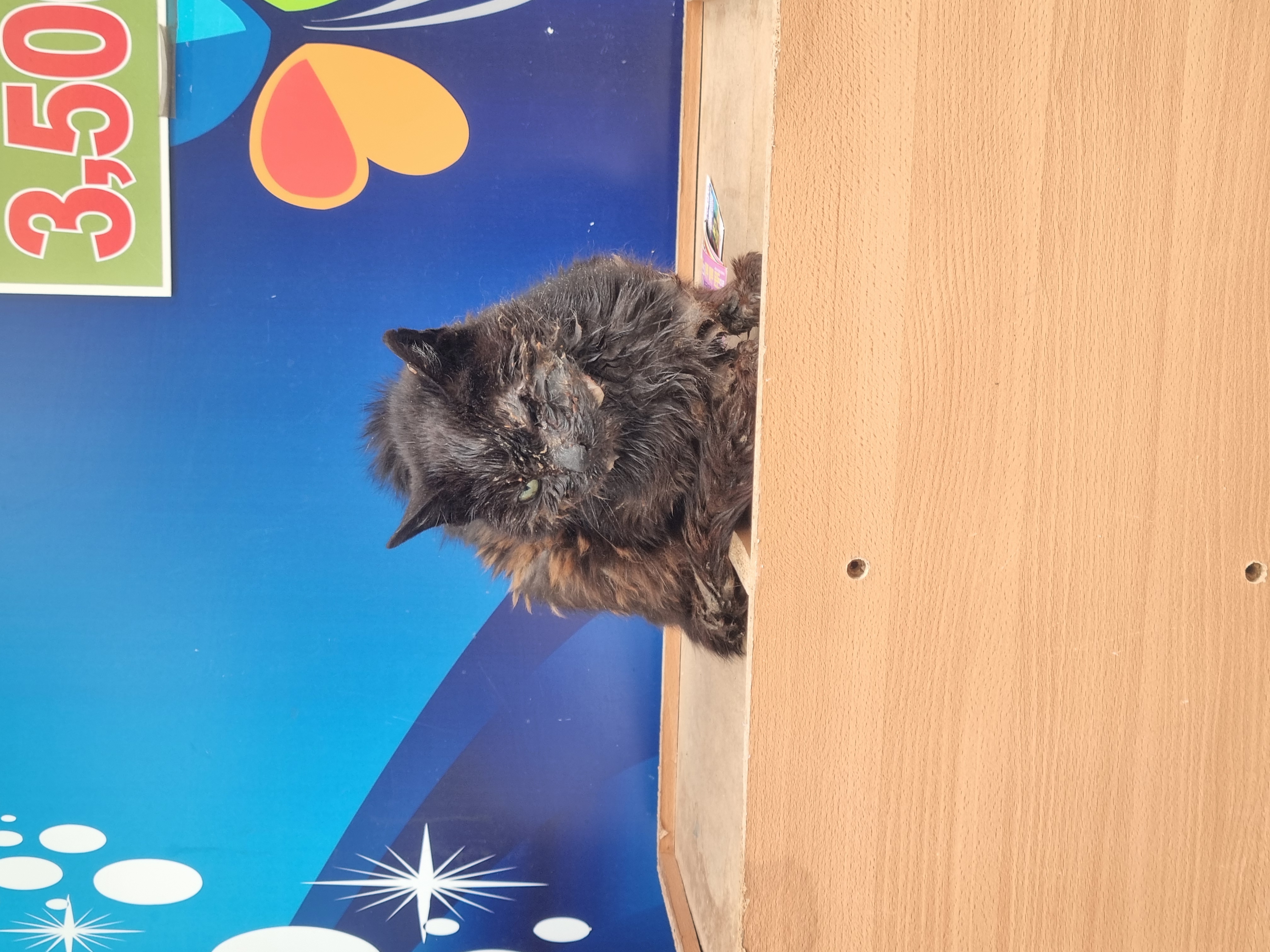 누군가 고양이 얼굴에 본드를 발라놨어요! 눈은 붙어버리고 입에도 묻었어요