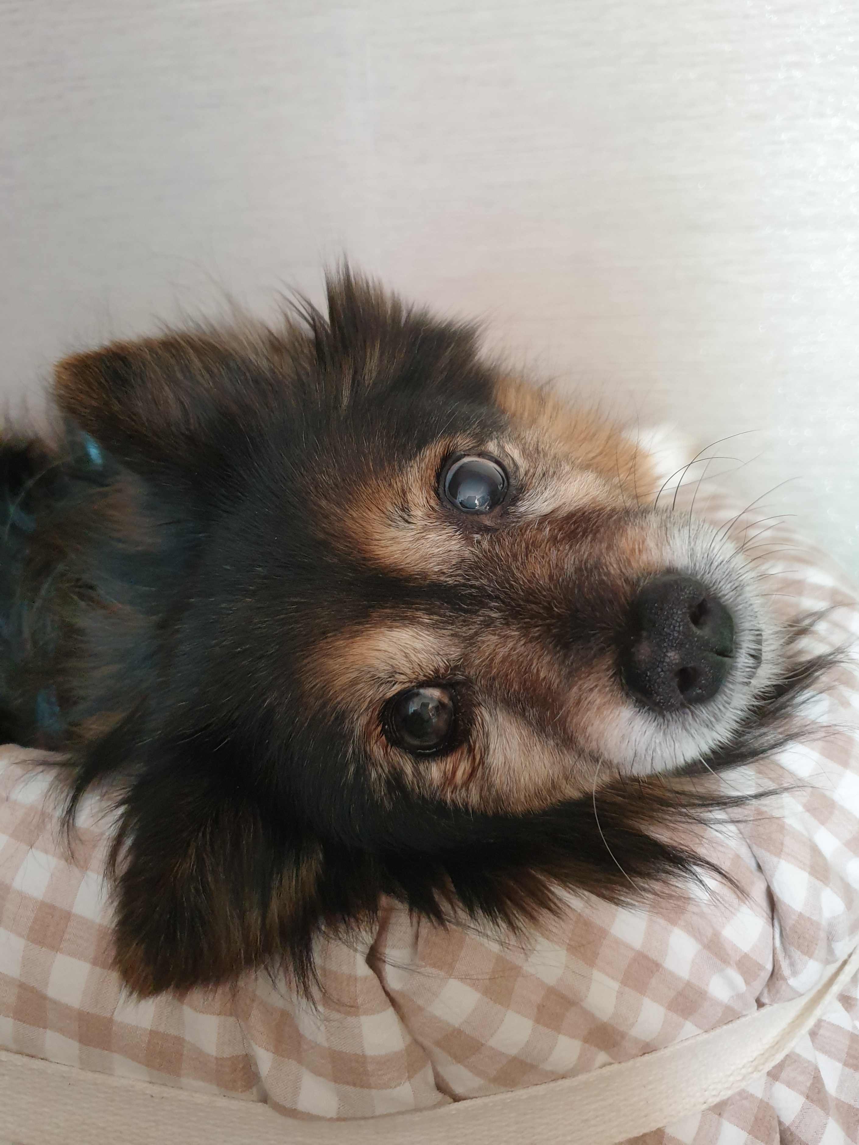 베를린이 15살이 되었어요