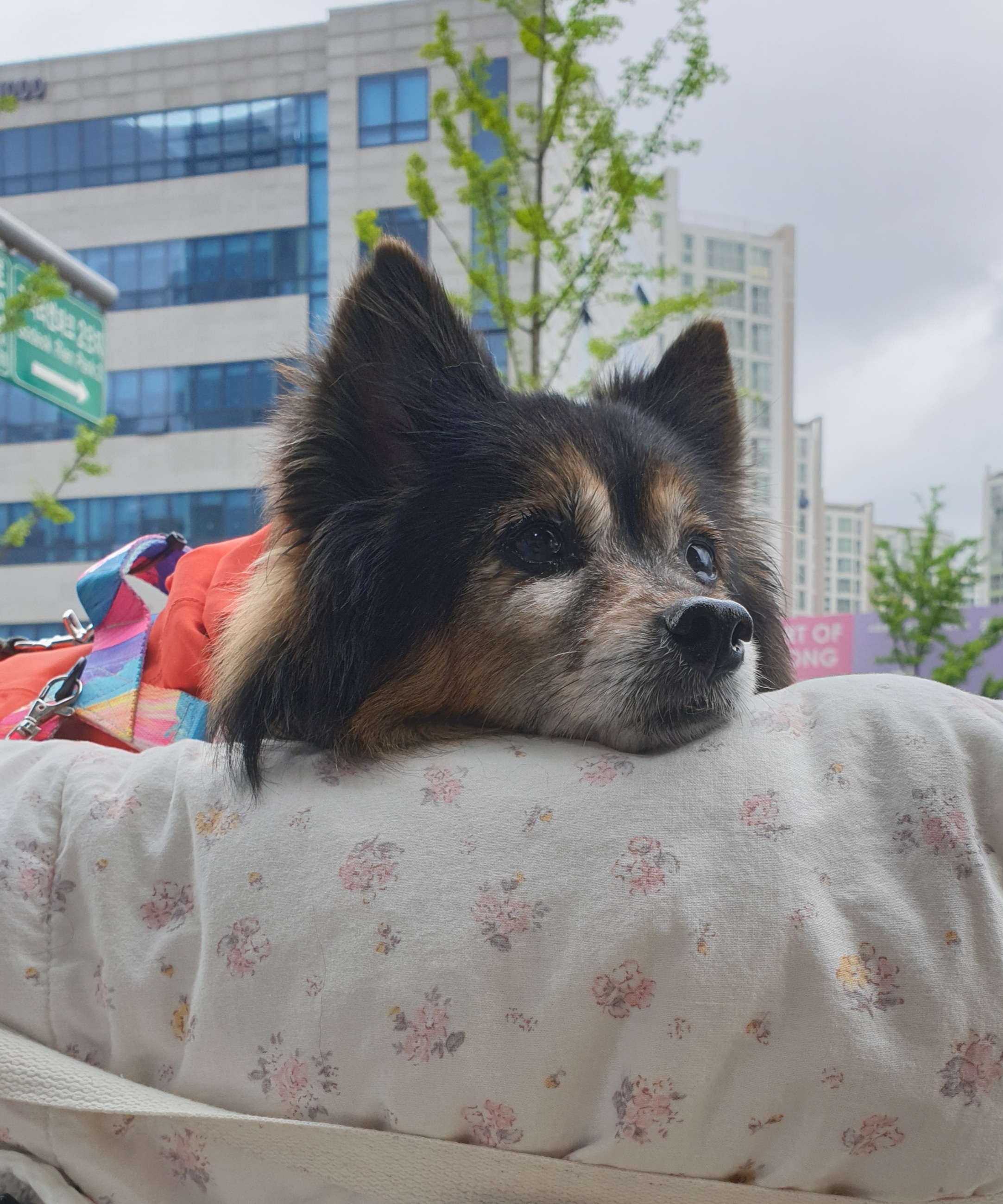 베를린이 15살이 되었어요