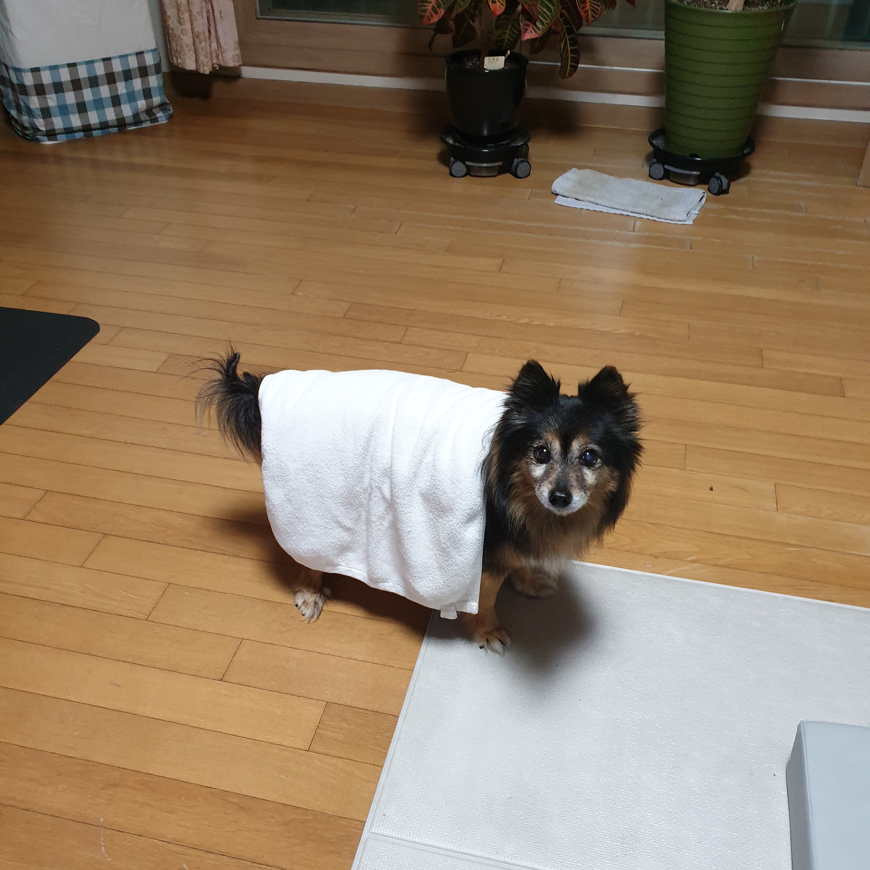베를린이 15살이 되었어요