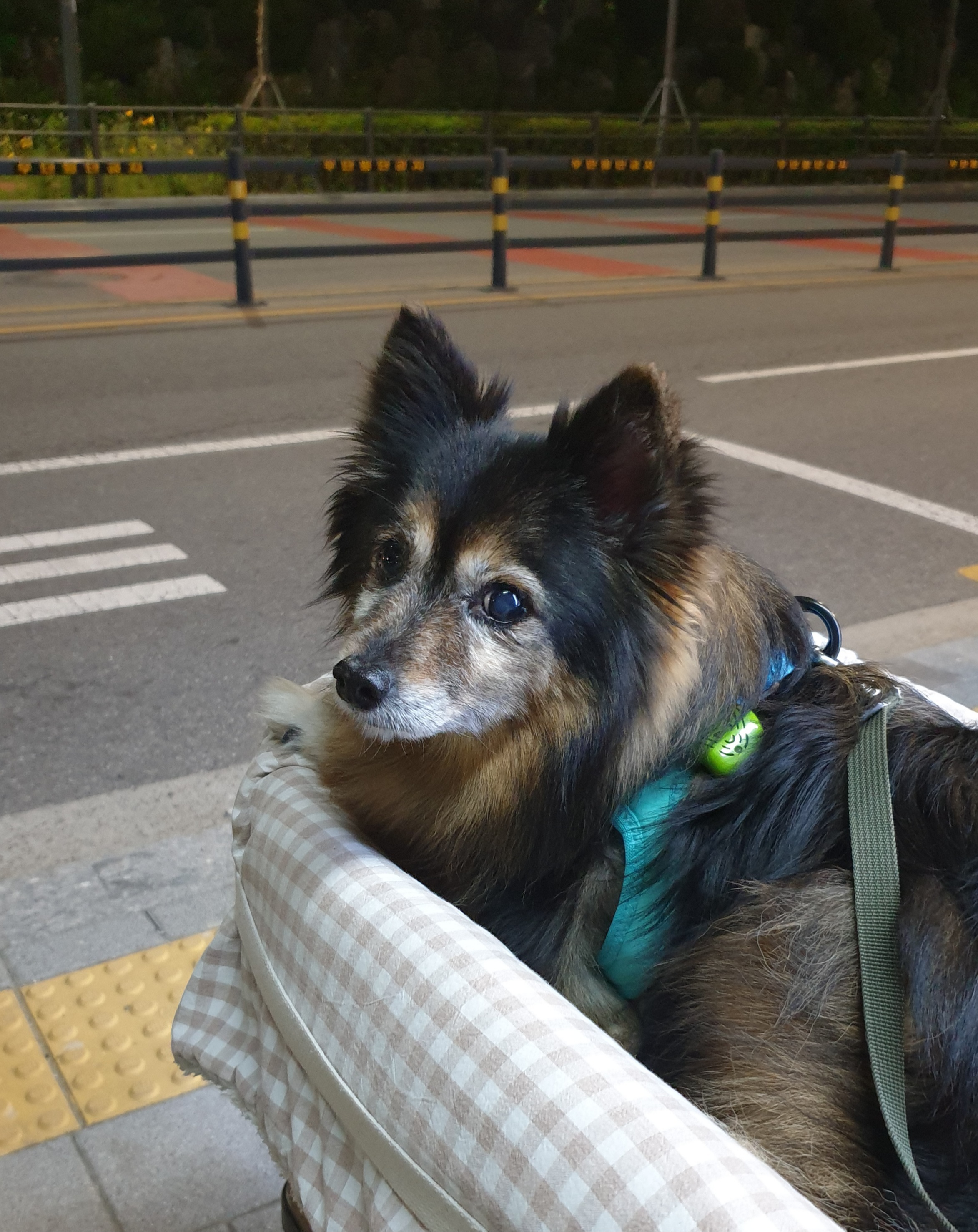 베를린이 15살이 되었어요